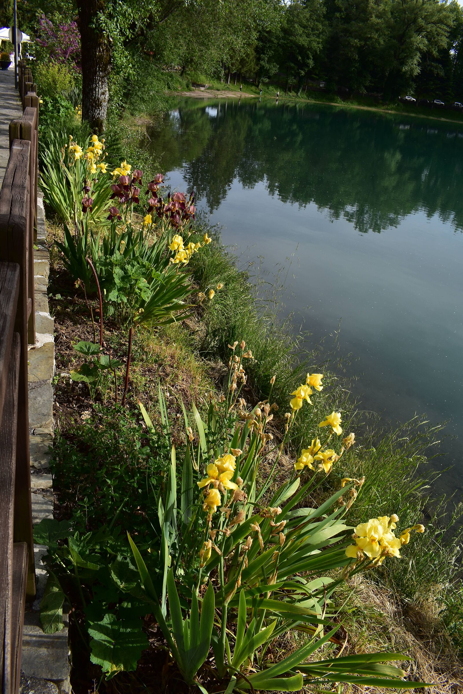 Flowers of all colors