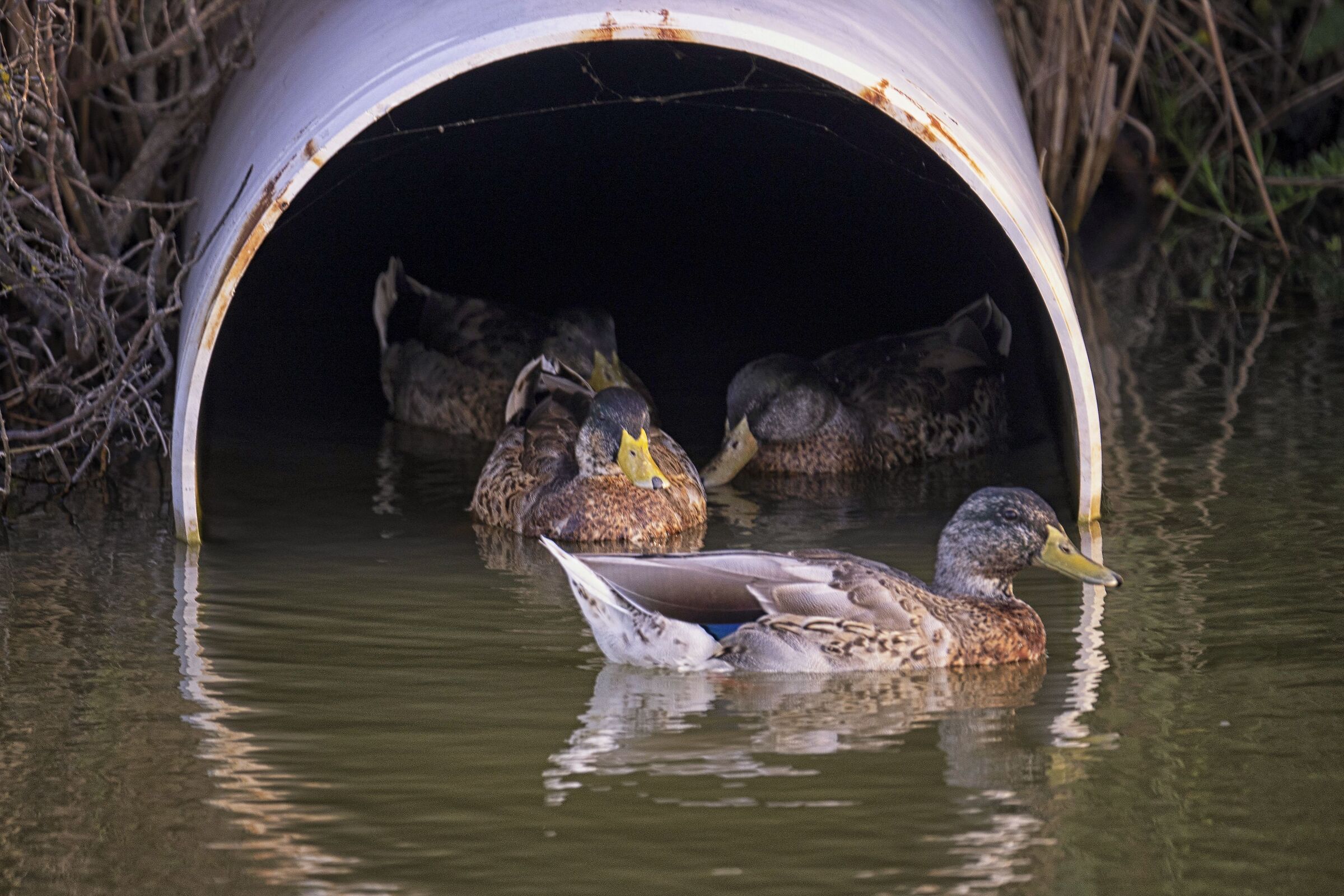 Mallard