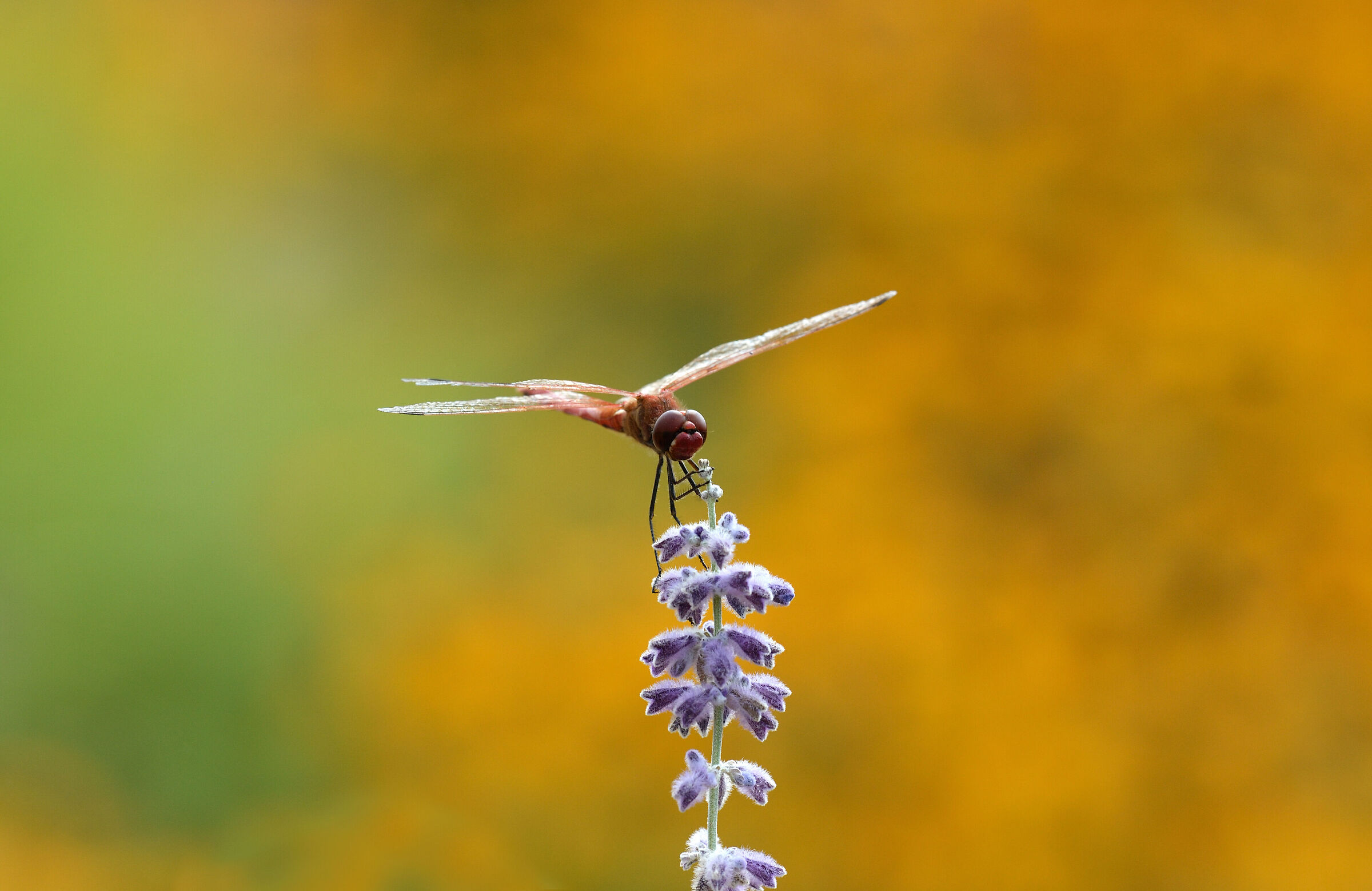 Dragonfly