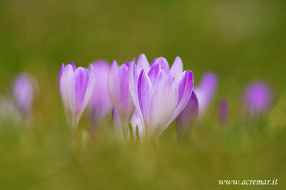 Crocus