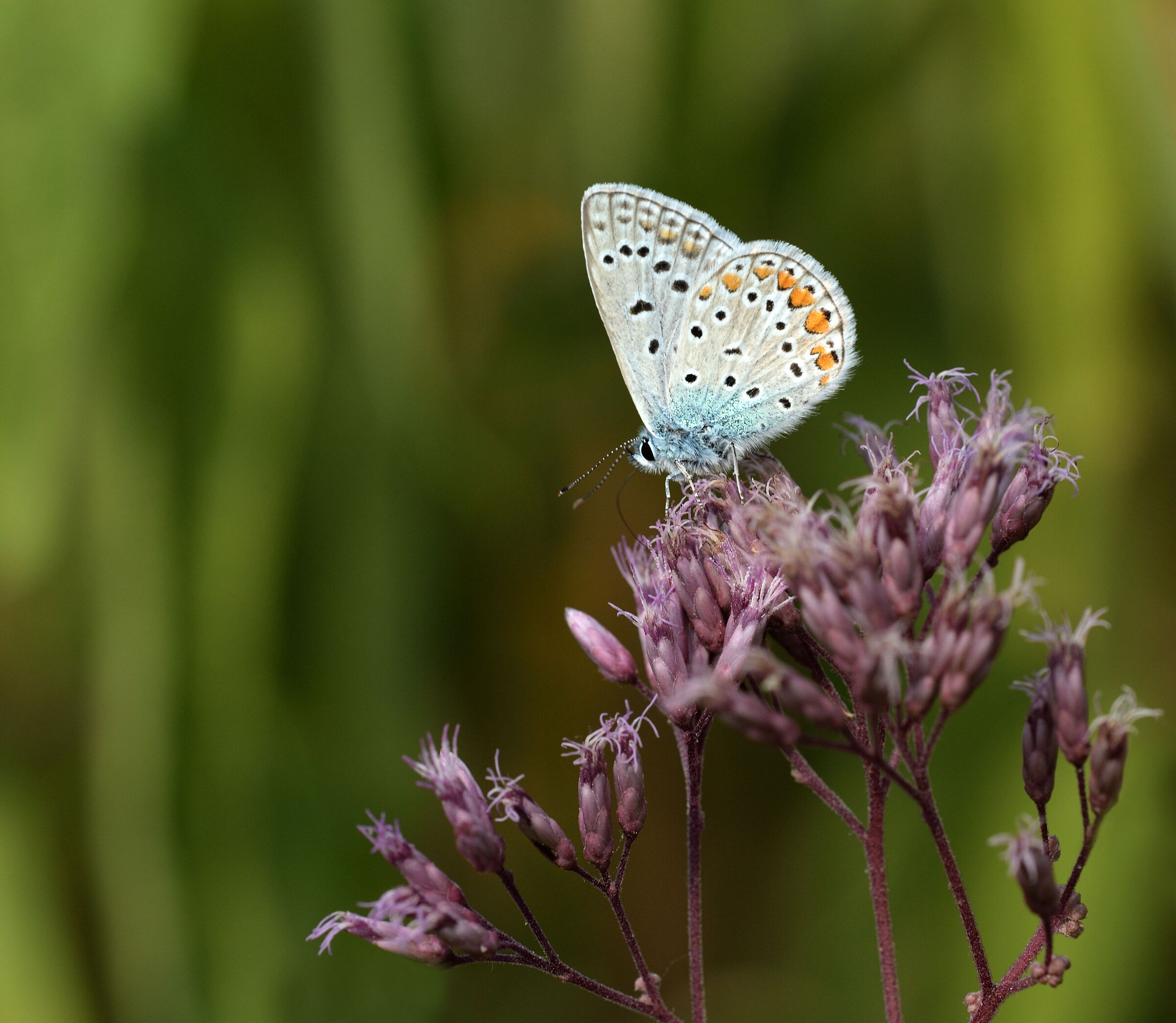 Polyommatus