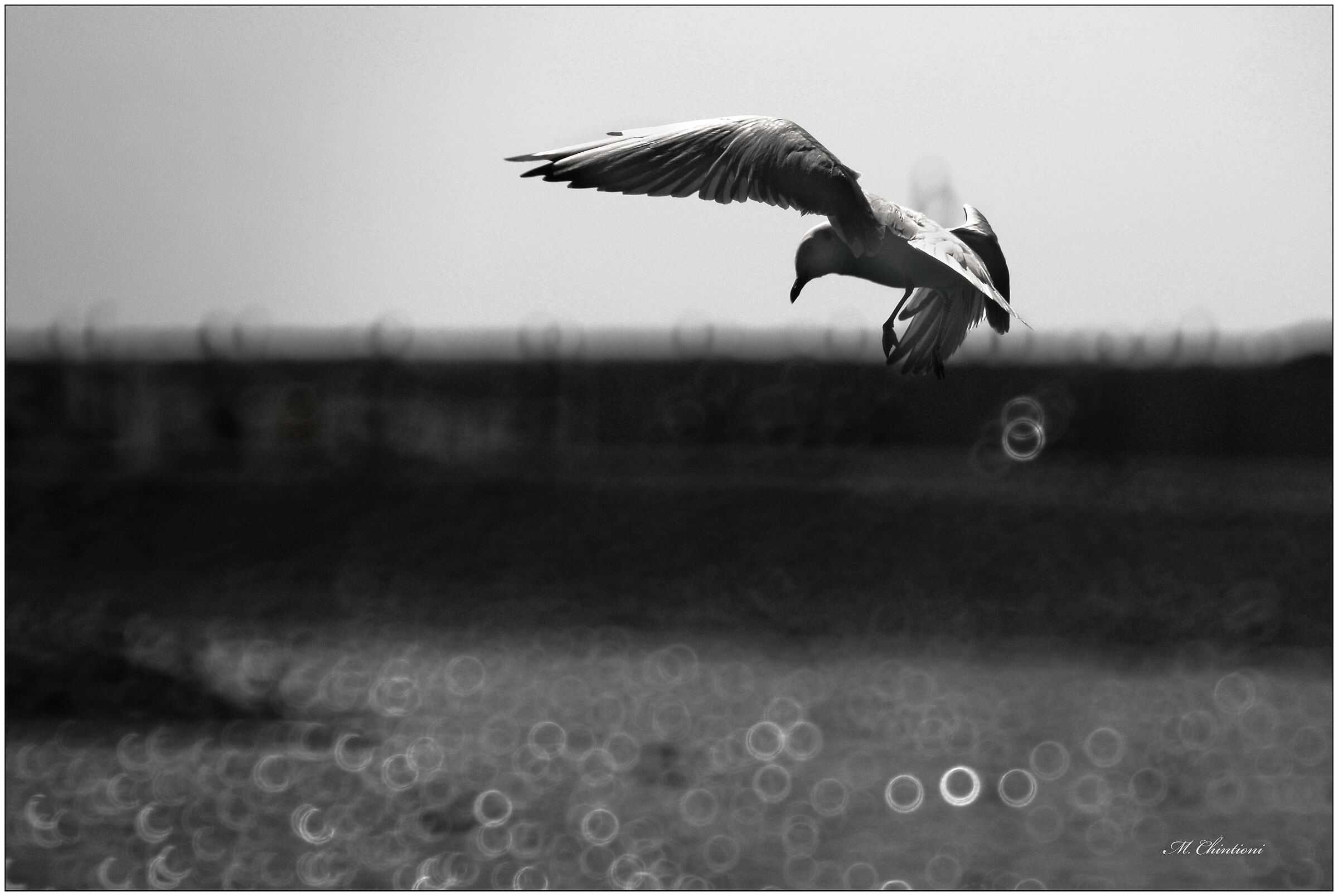 Gabbiano .... "come lo vede un Catadiottrico"