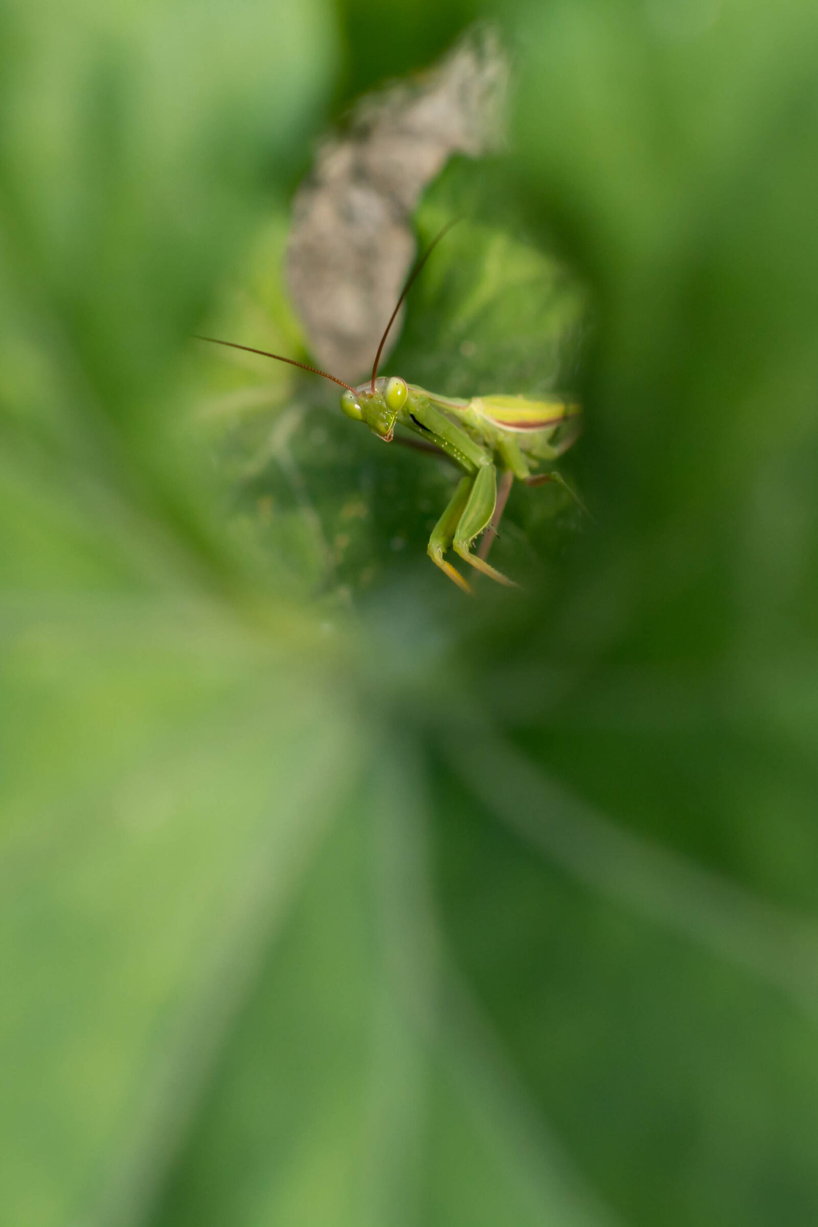 Mantide nei cetrioli