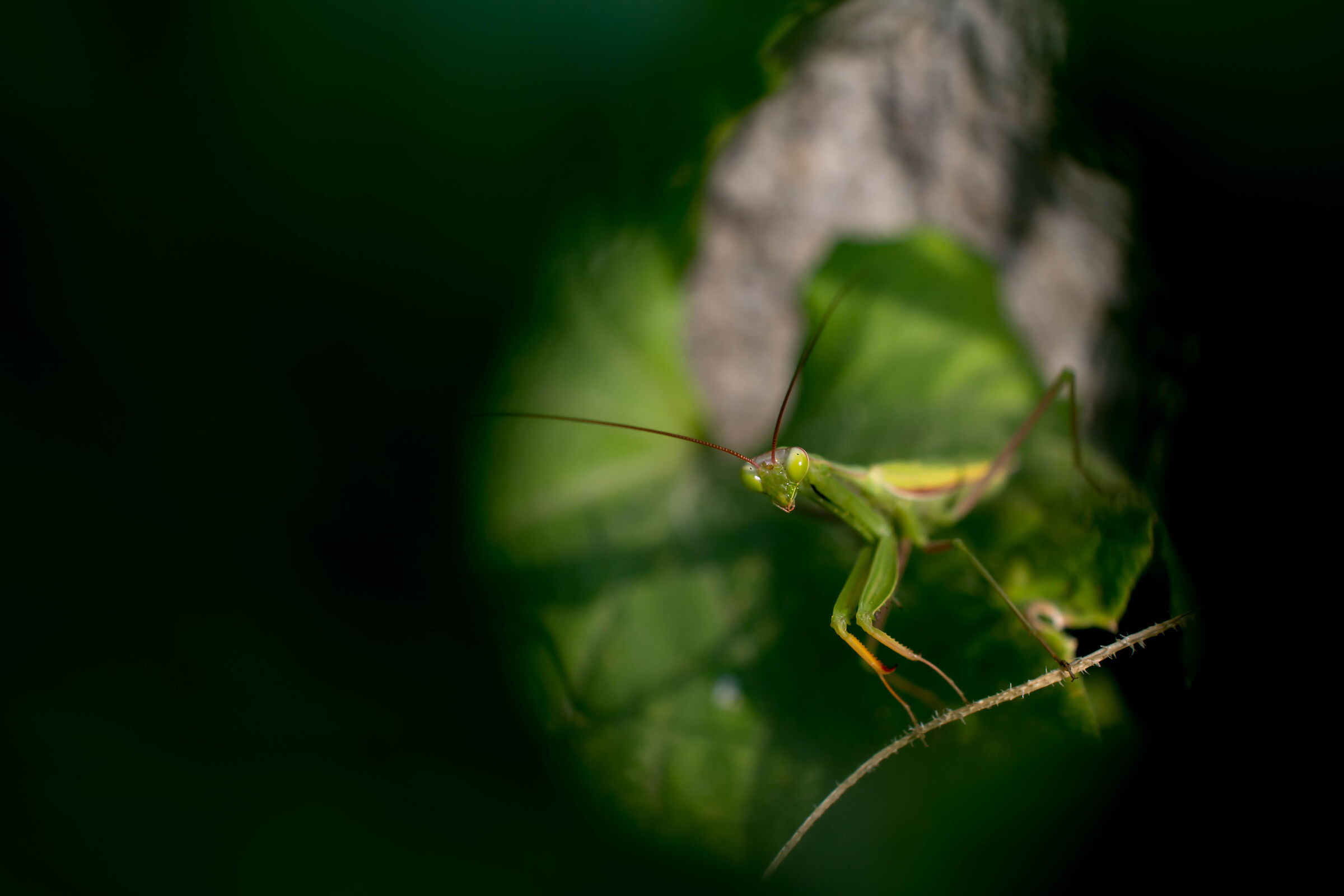 Mantide nei cetrioli