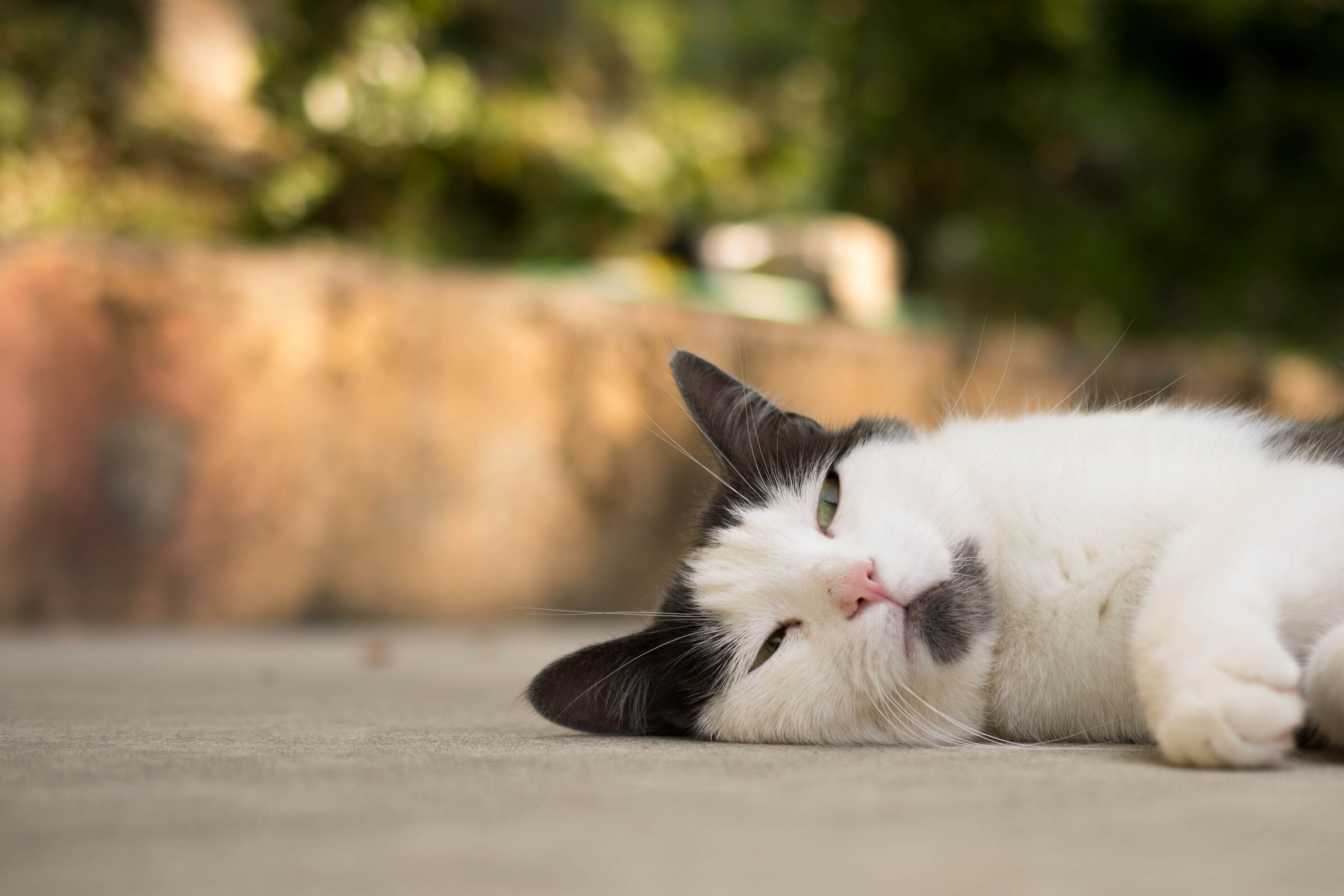 Sto a morì de caldo