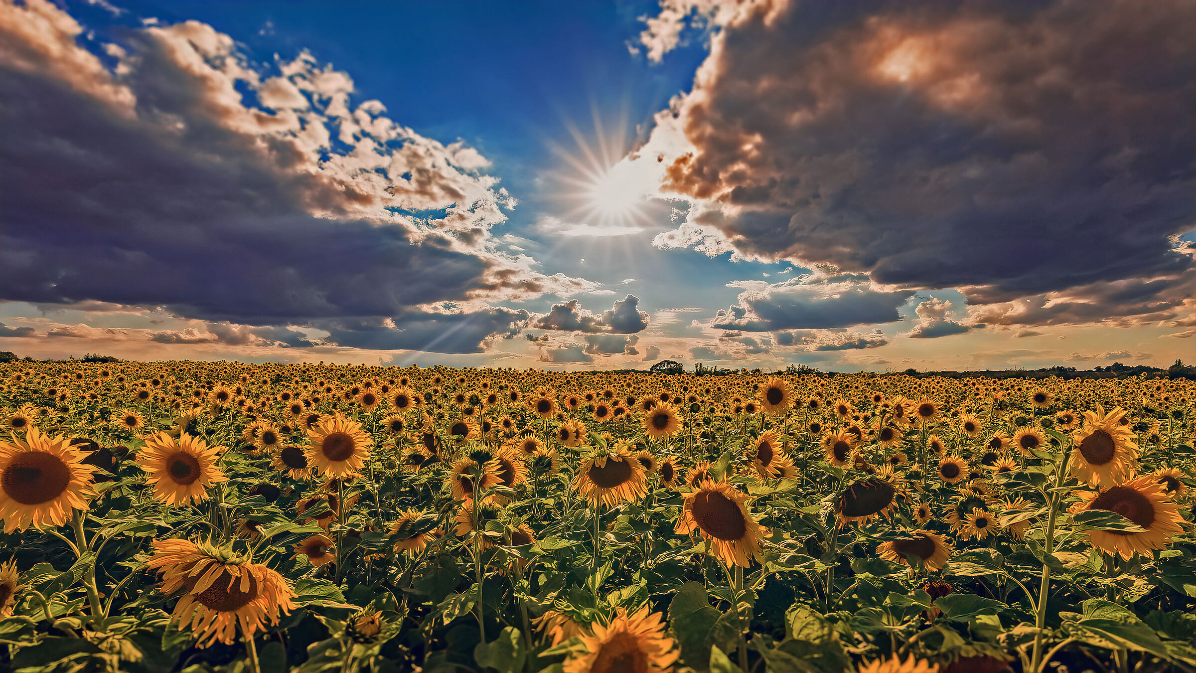 Poi furono soltanto i girasoli