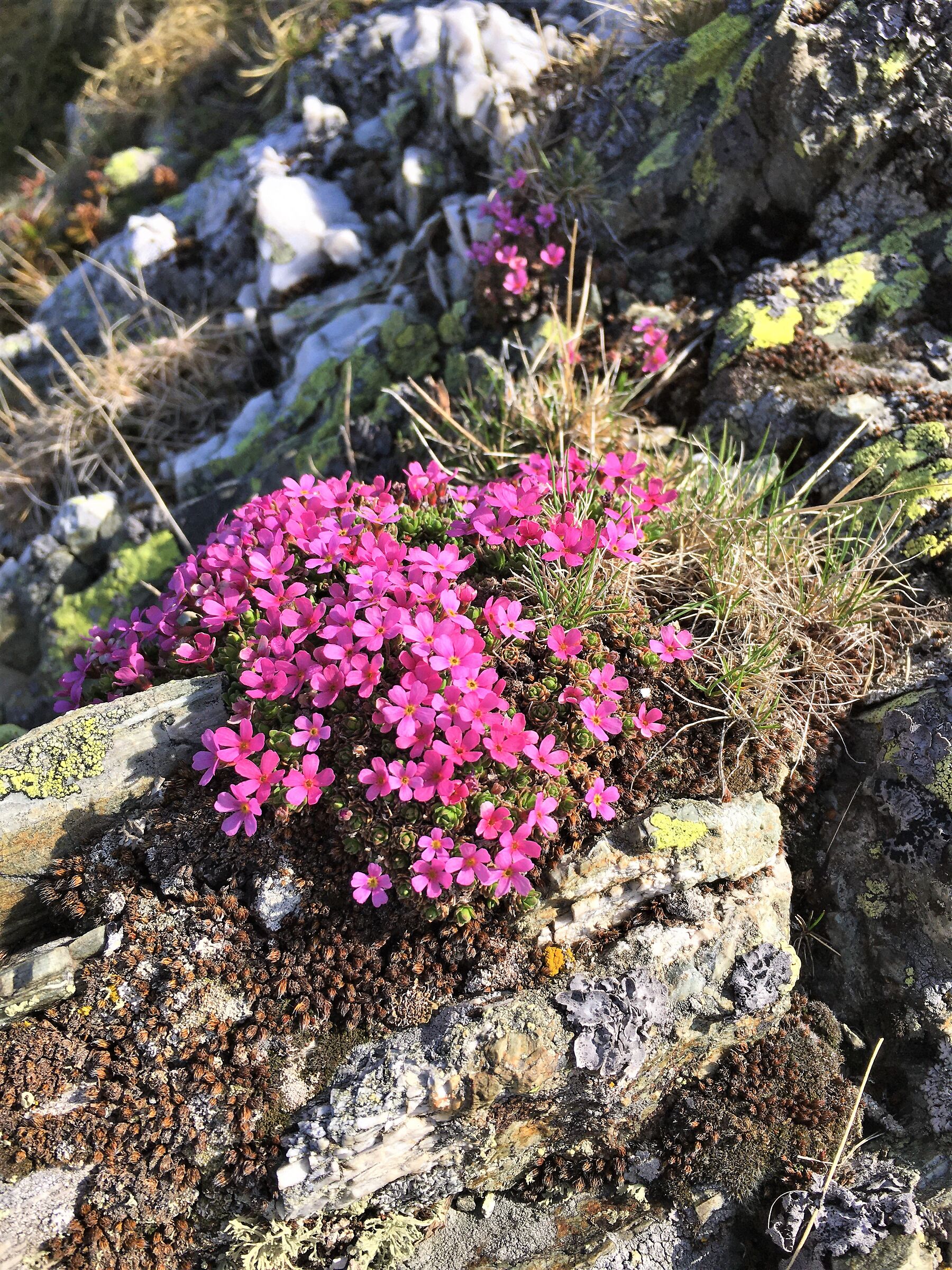 Androsace brevis, Passo San Jorio (Como)