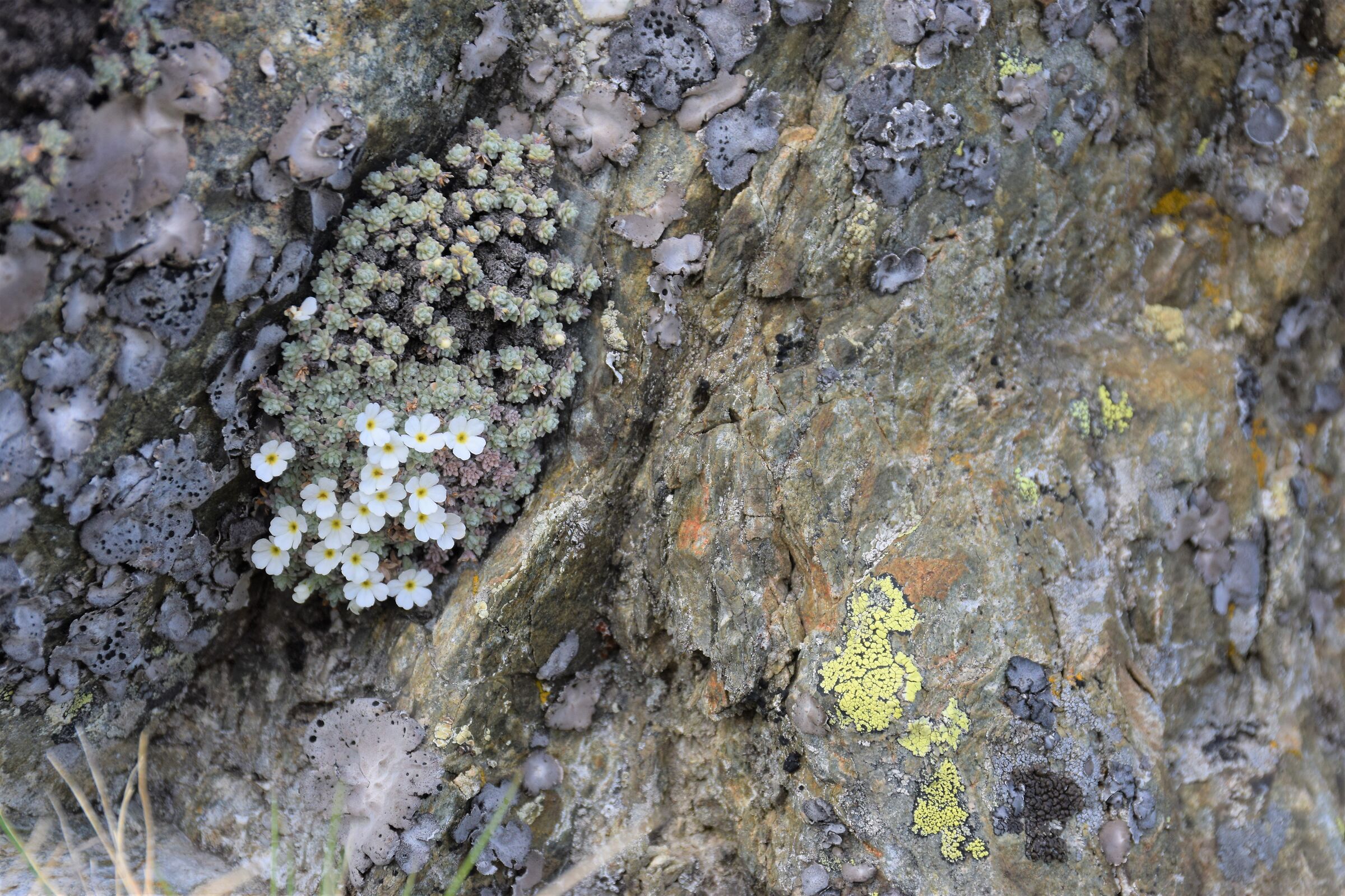 Androsace vandelli, Passo San Jorio (Como)