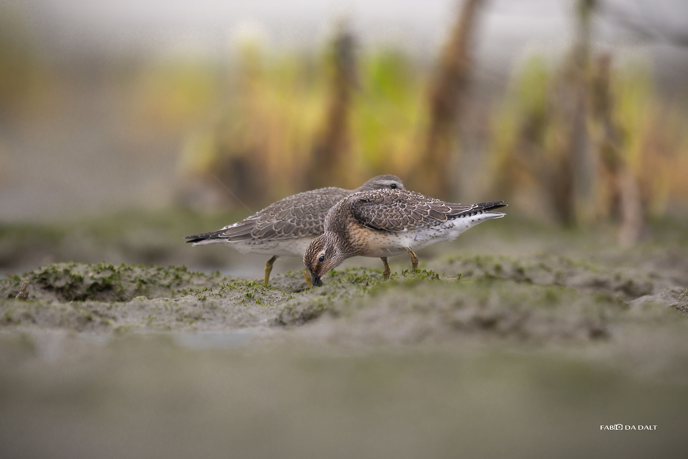 Red knot