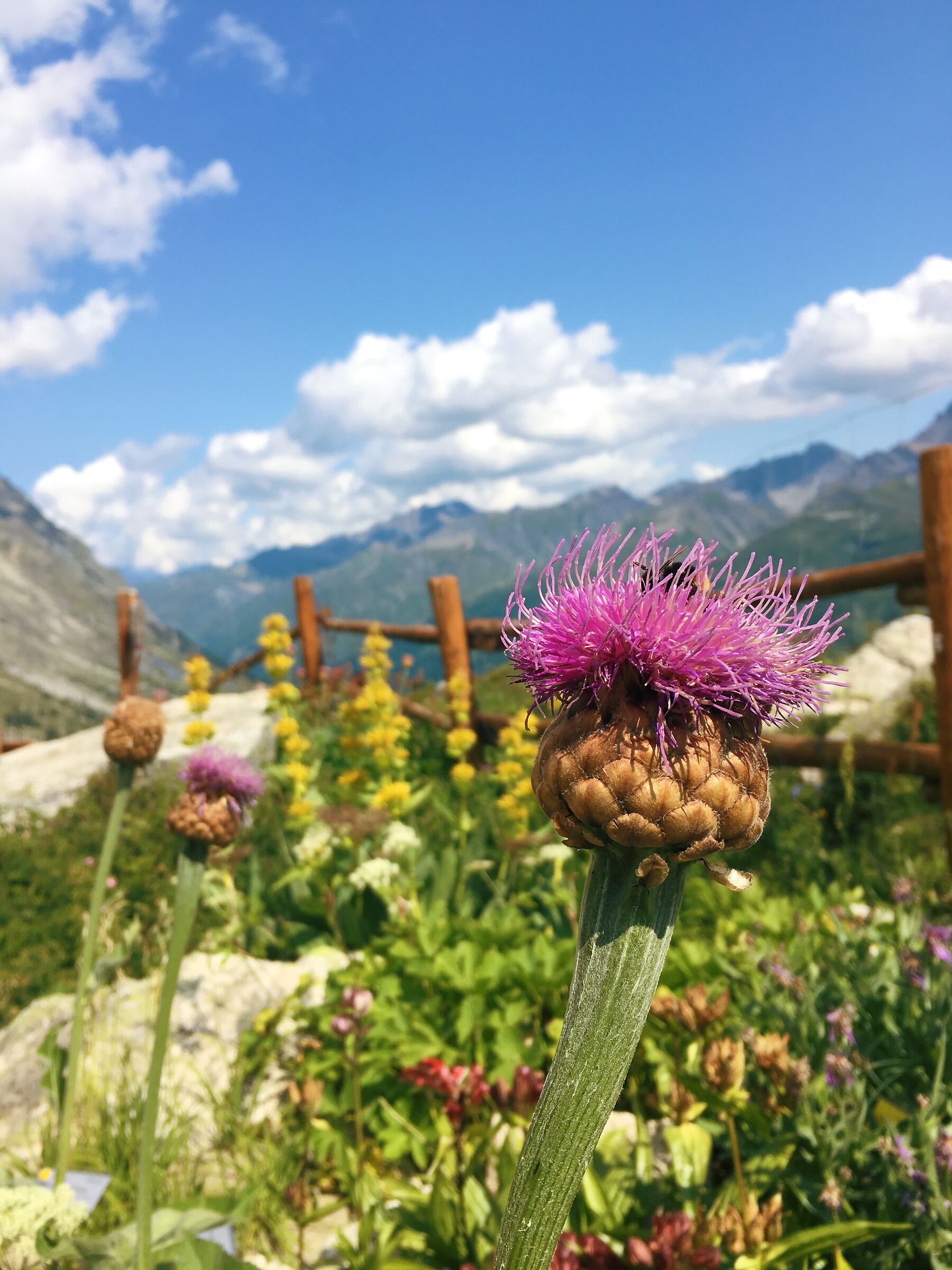 Rhaponticum scariosum, Mont Blanc Alpine Garden