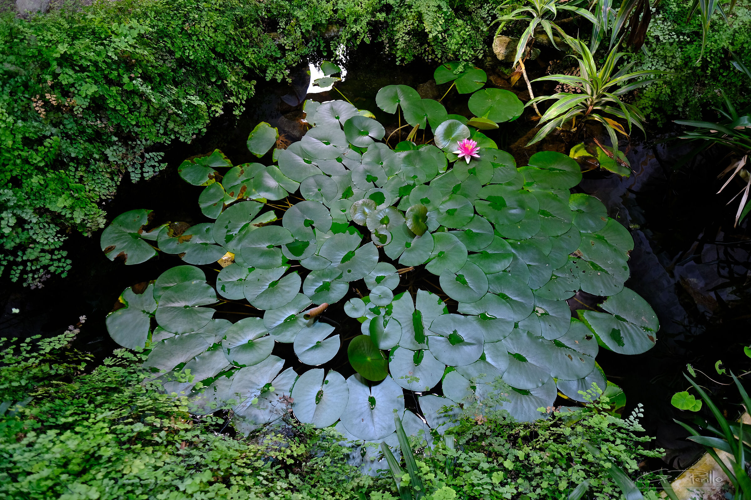 Giardini La Mortella di William Waltom