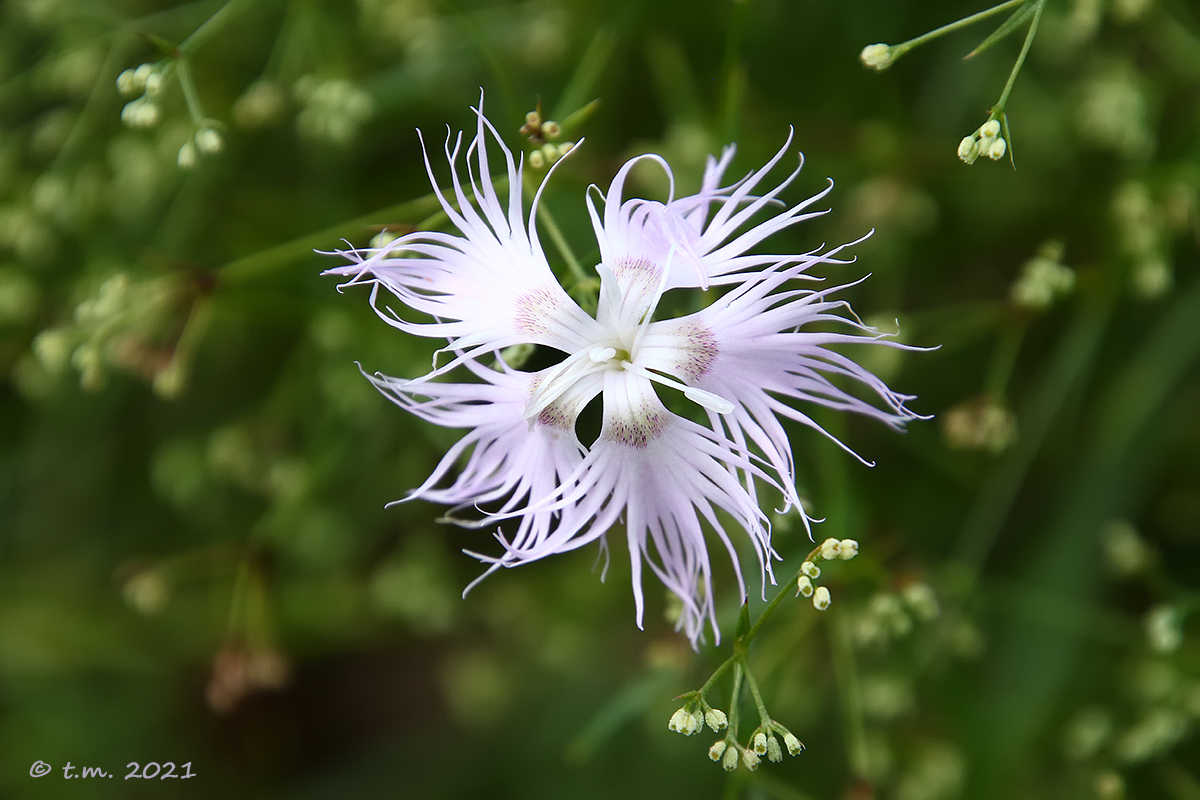 Stellina Aristata a tubo allungato