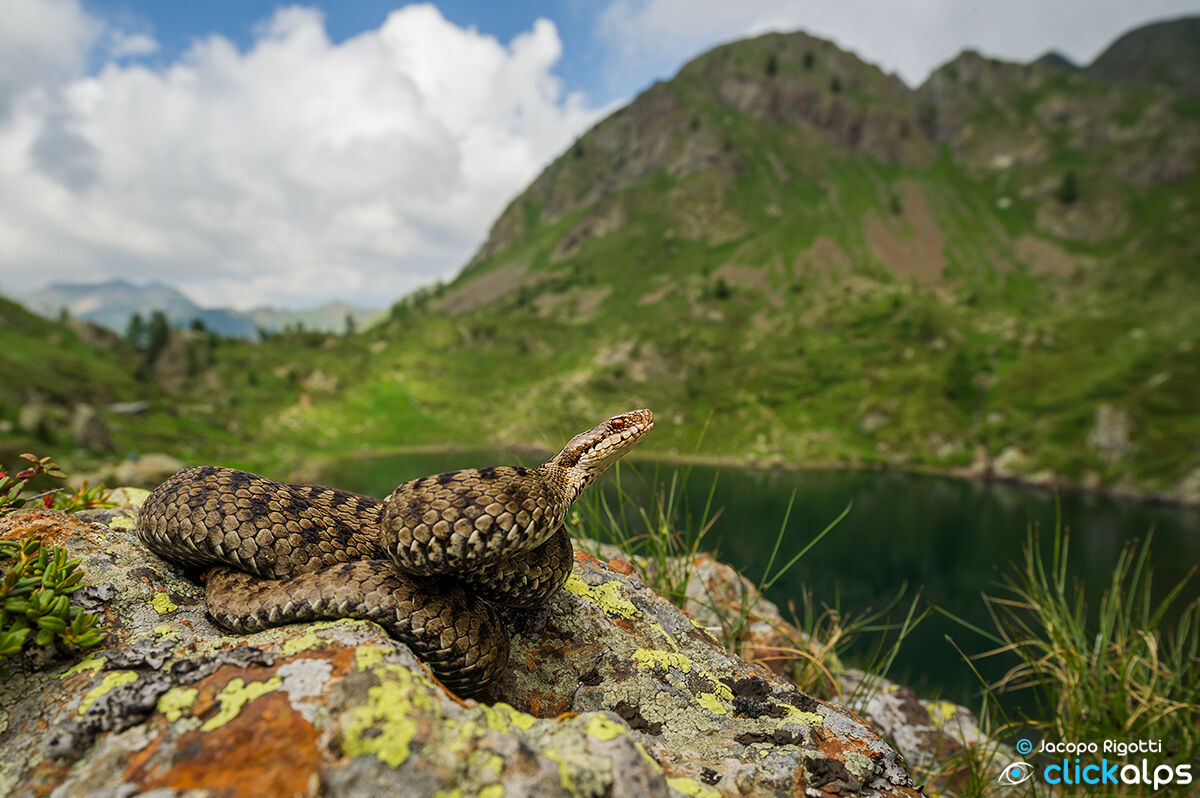VIPER AND LAKE ERDEMOLO