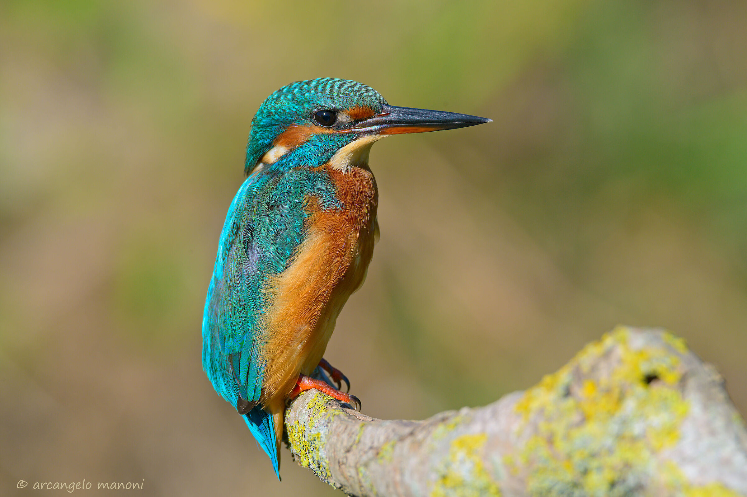 Meet Maria my new martina