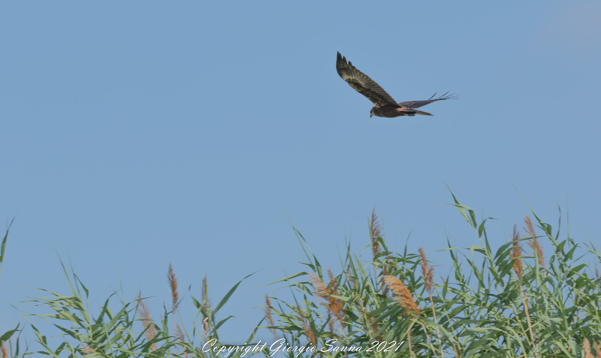 Marsh Falcon