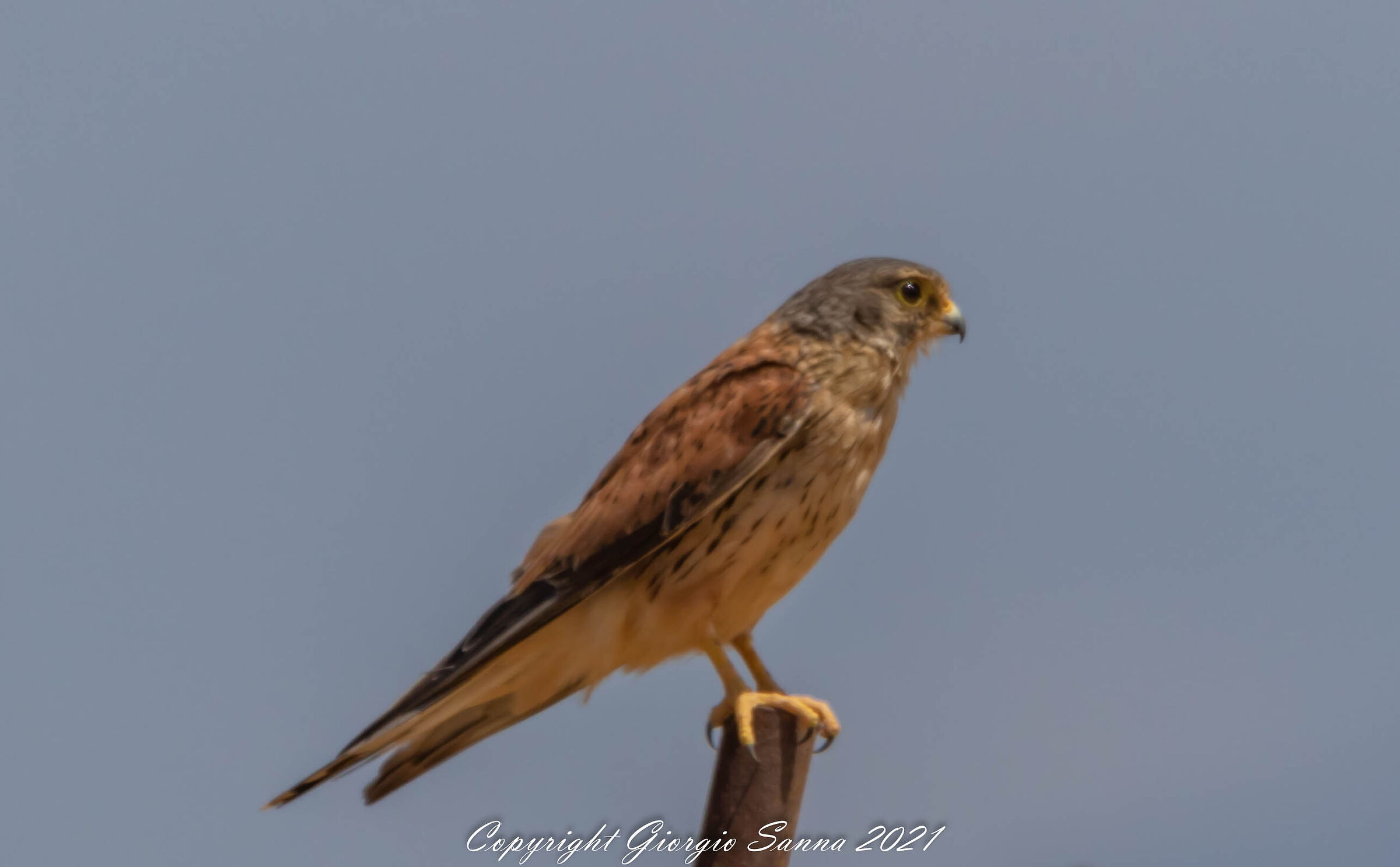 Kestrel