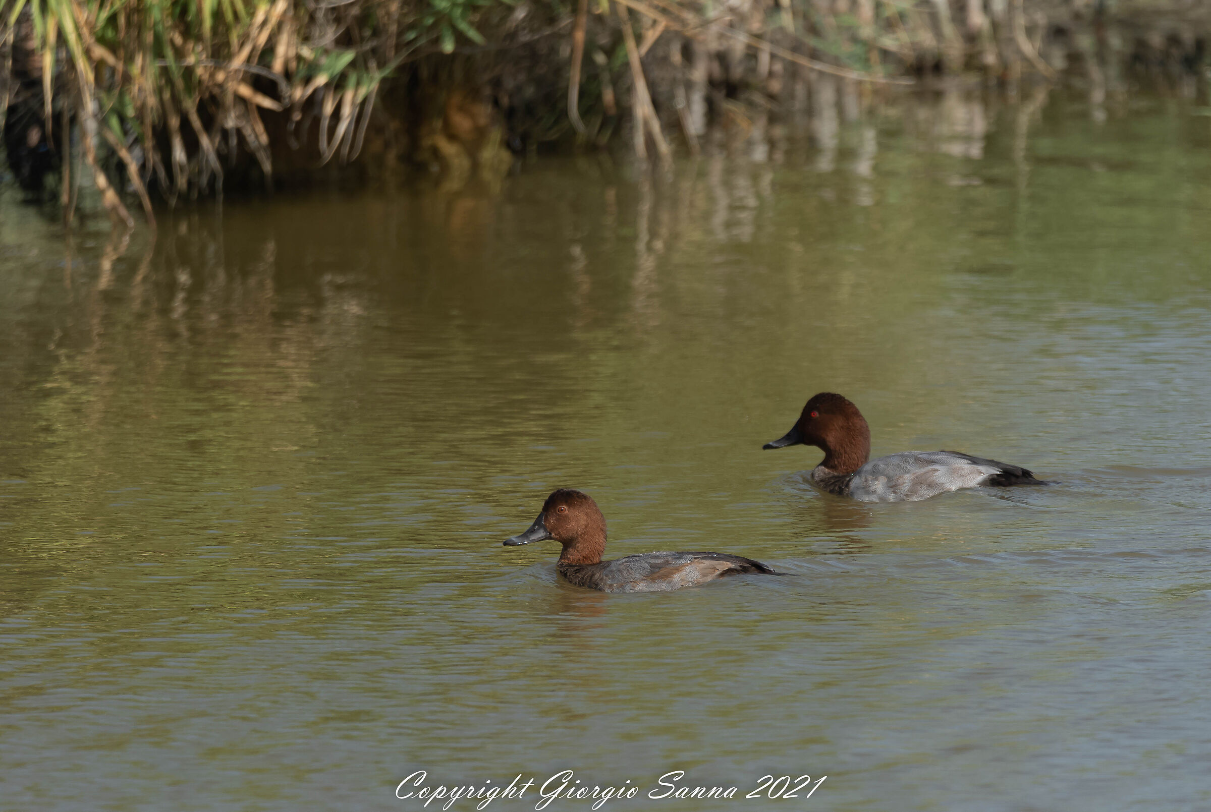 Common pochard