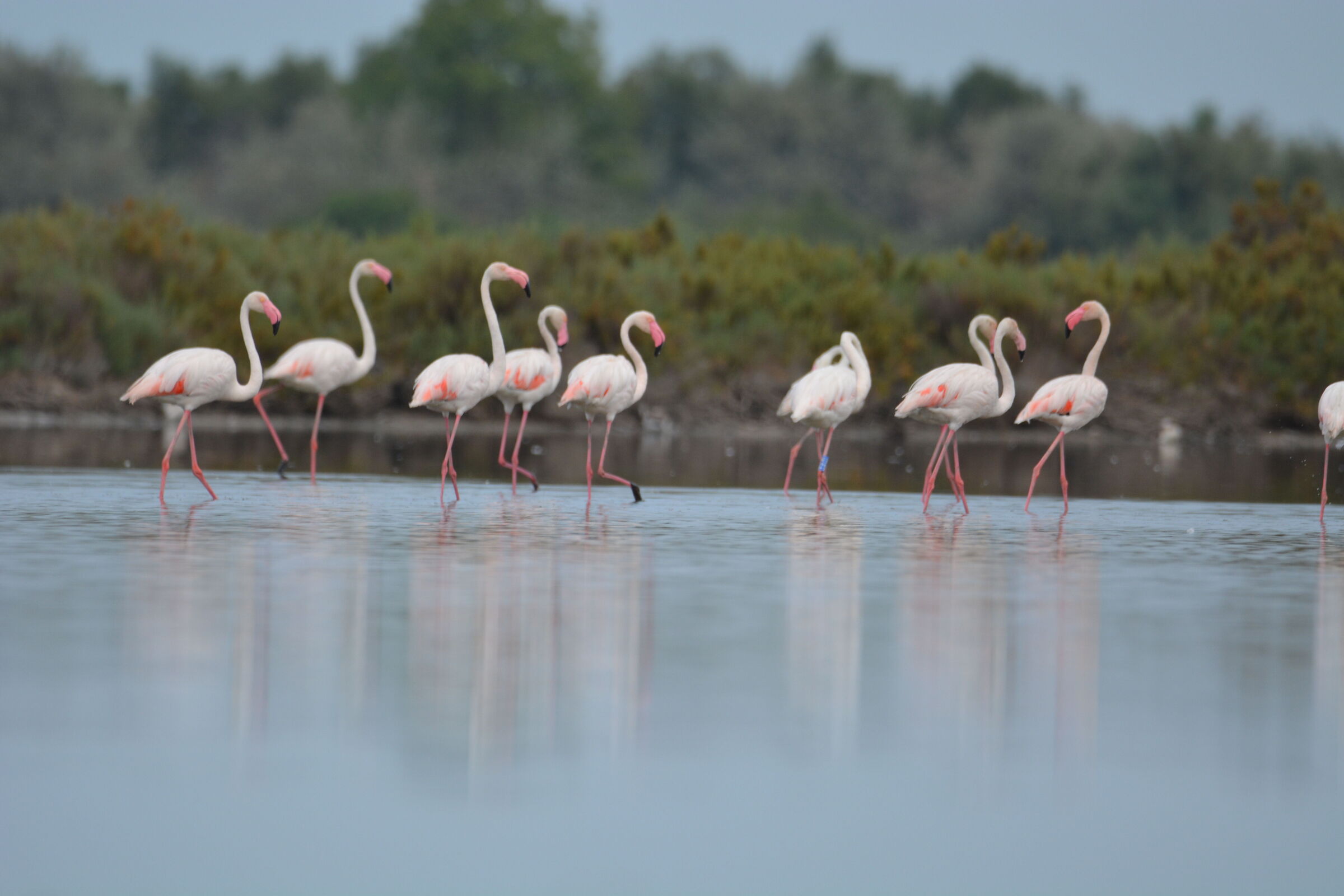 Flamingos valleys of Comacchio
