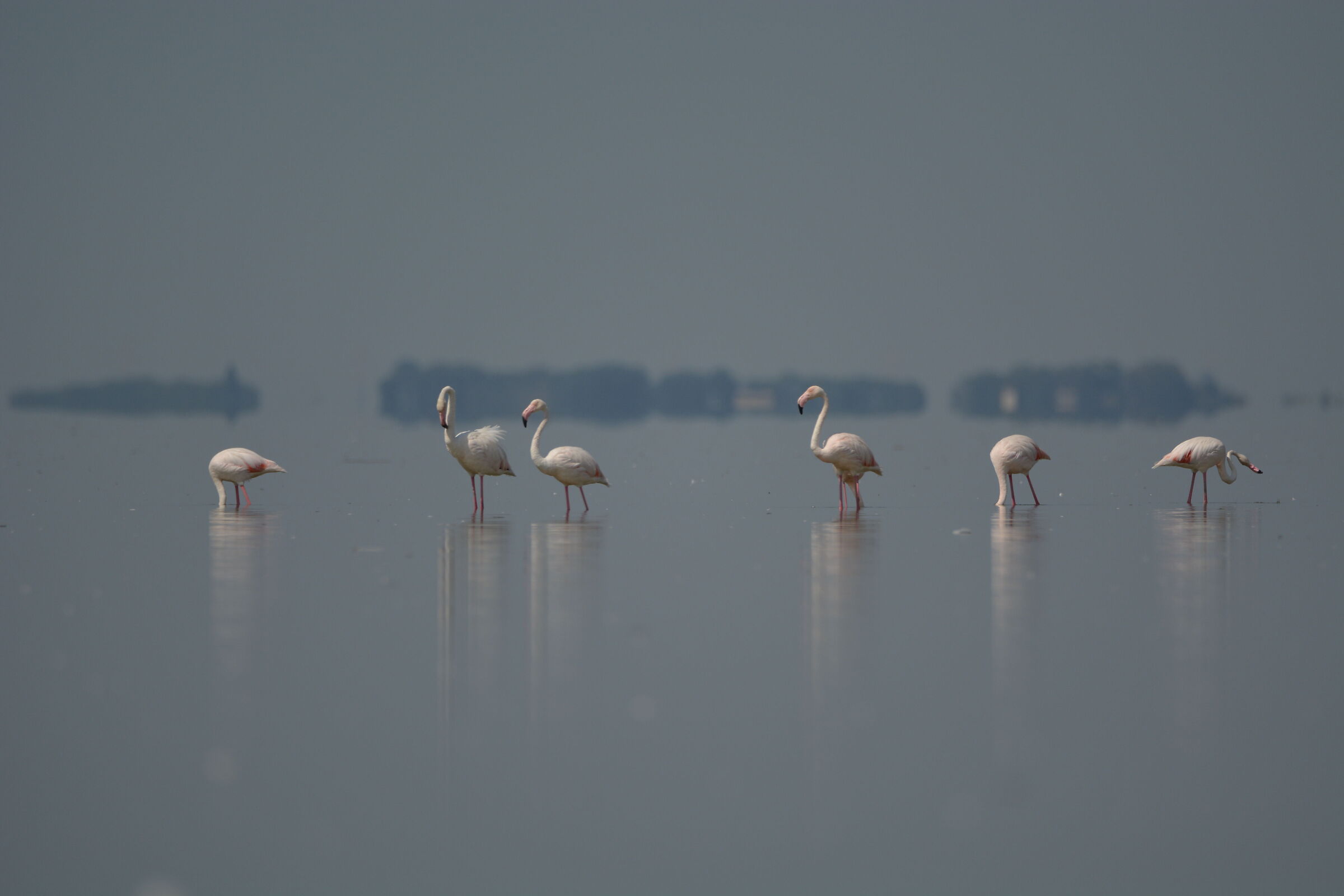 Flamingos valleys of Comacchio