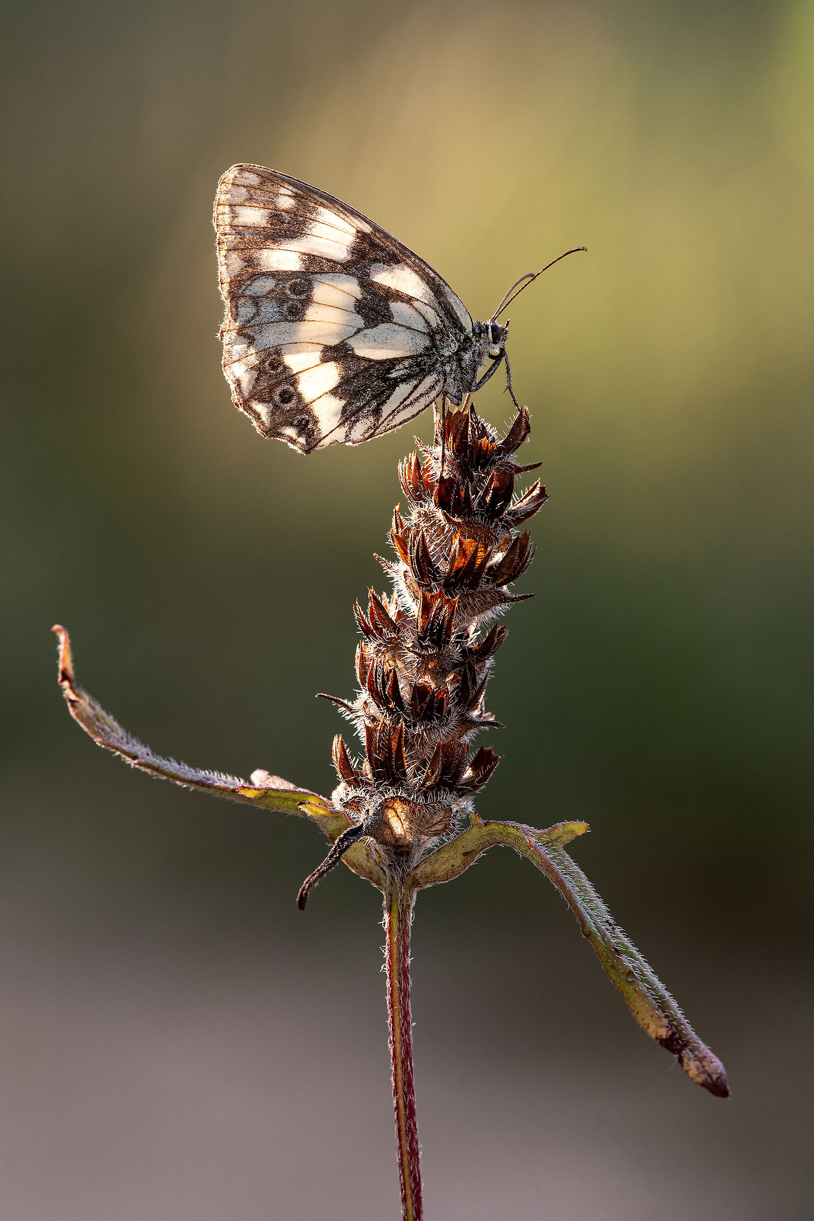 Melanargia