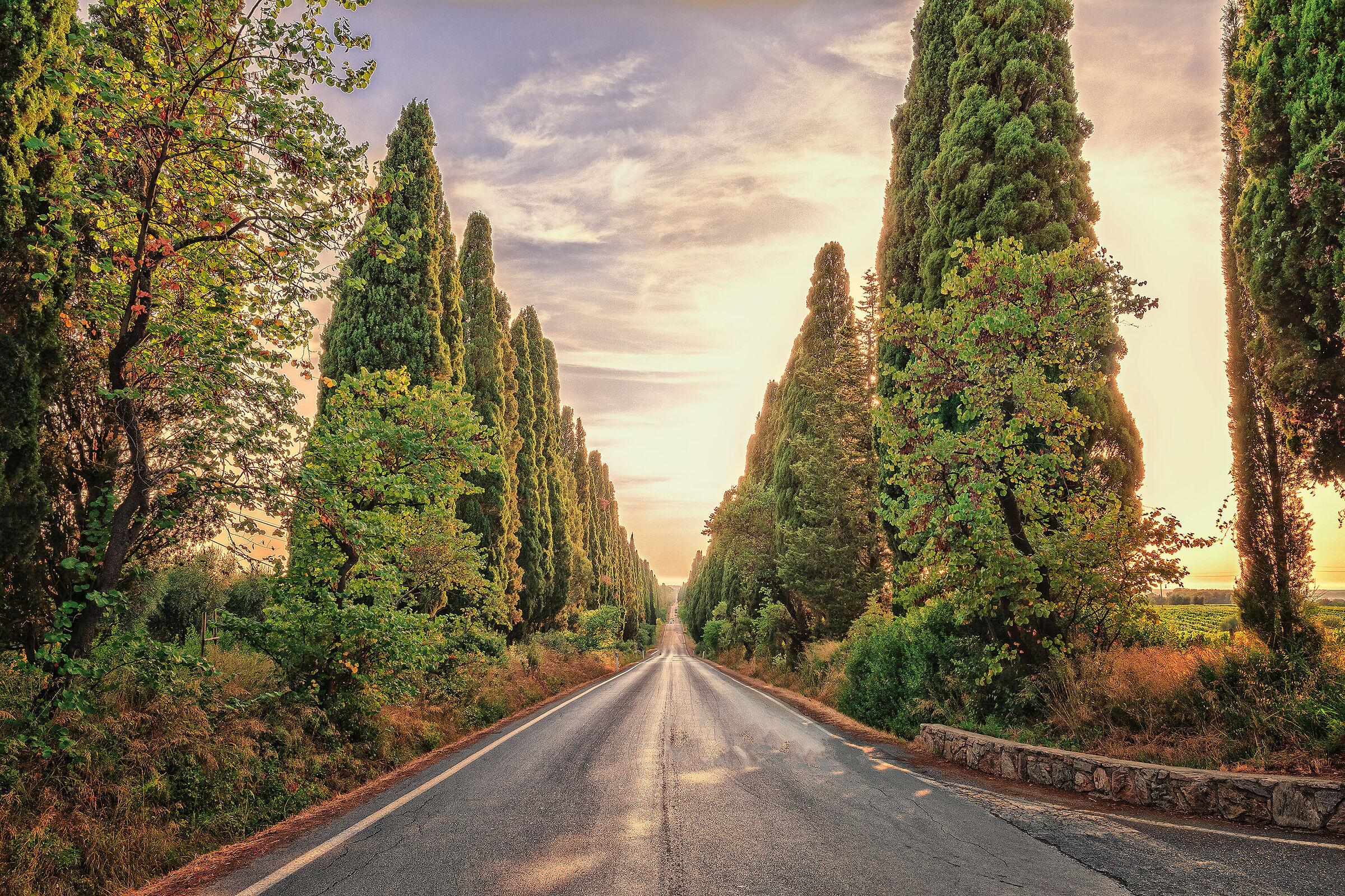 Bolgheri-One of the most beautiful streets in the world