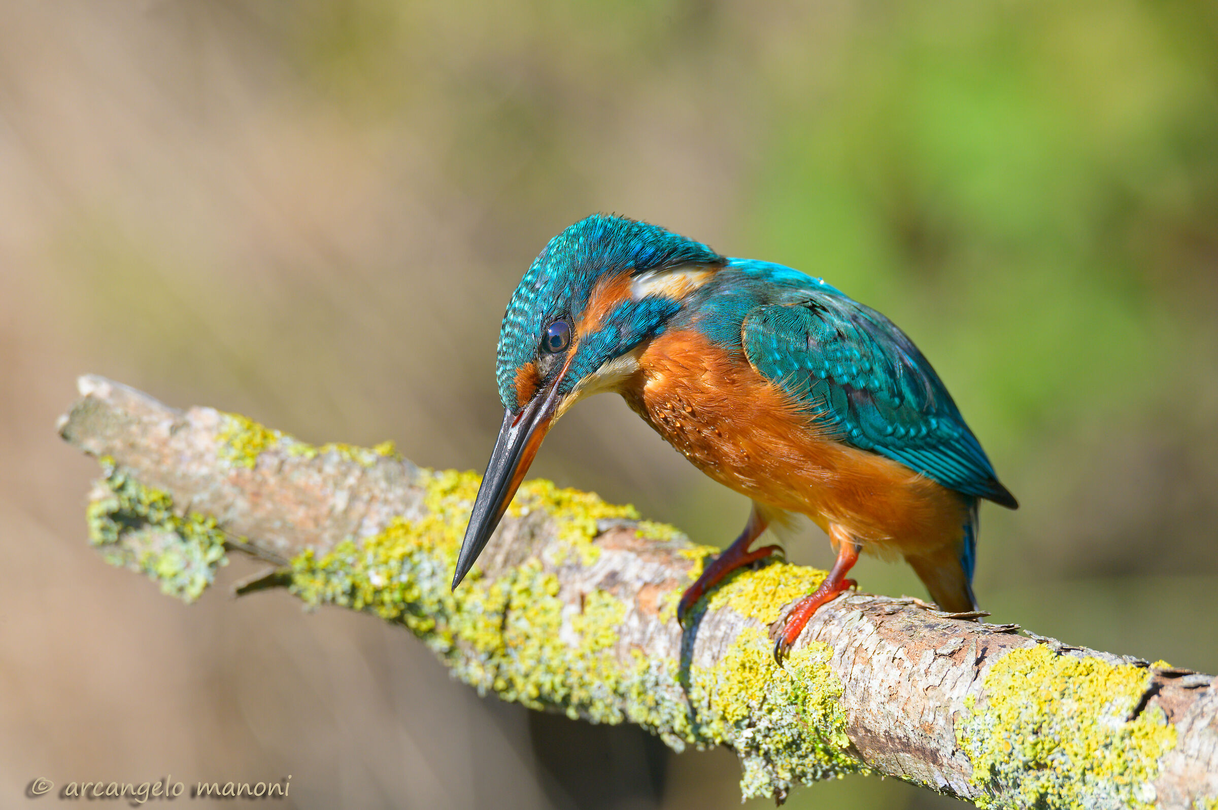 With one eye on the fish and one on my shed