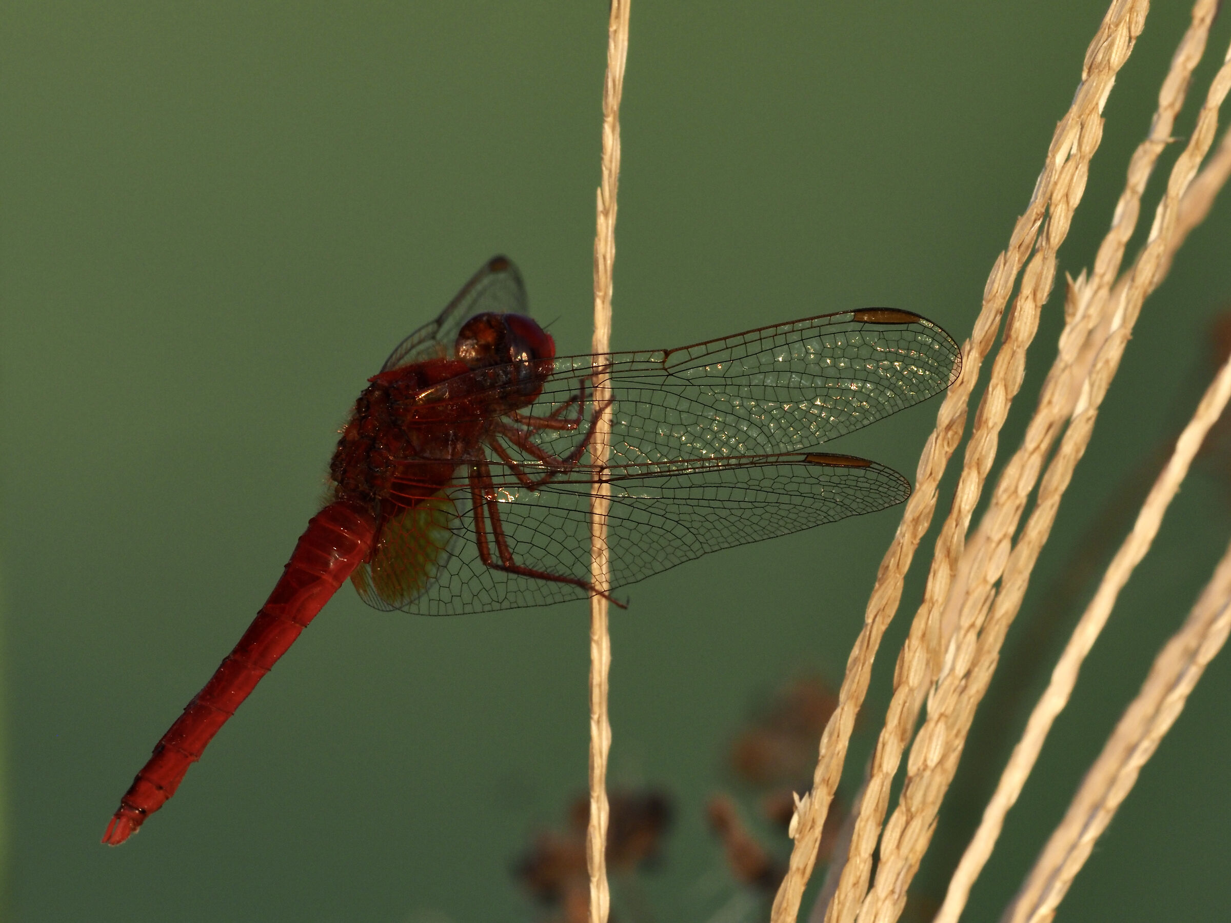 Dragonfly
