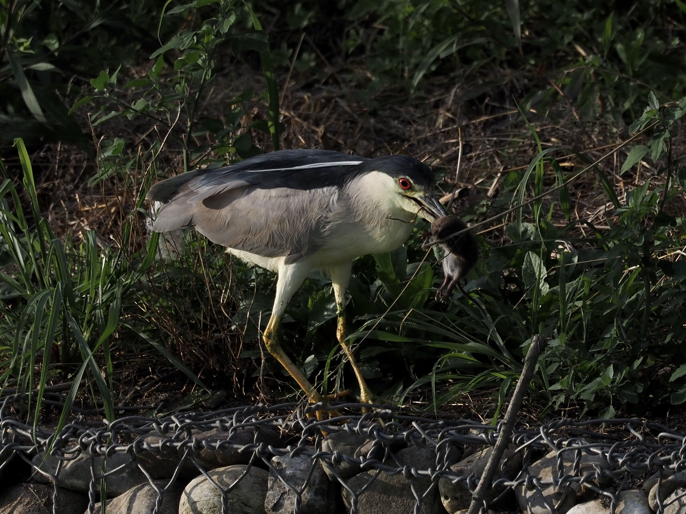 Nitticora with Lycola