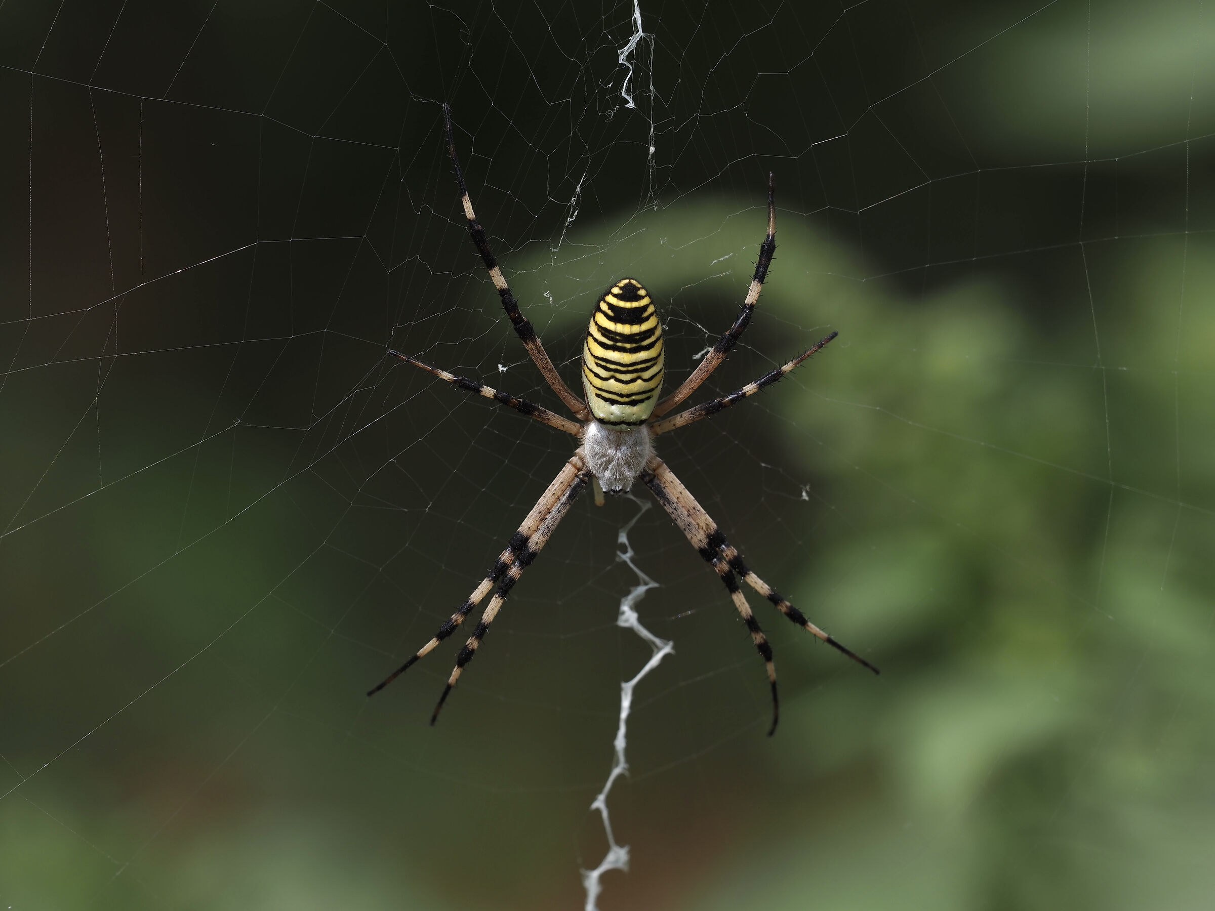 Argiope