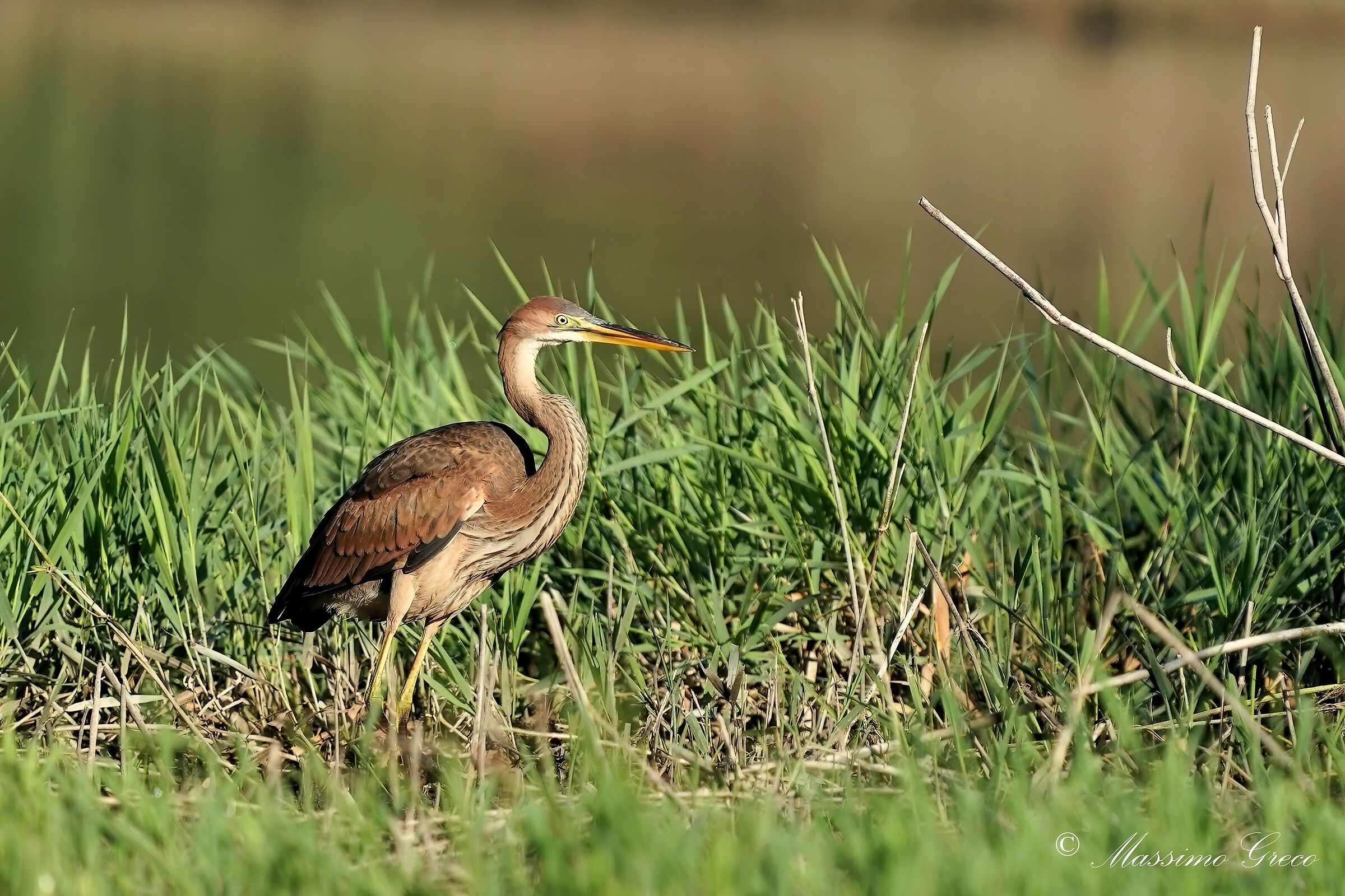 Giovane Airone rosso