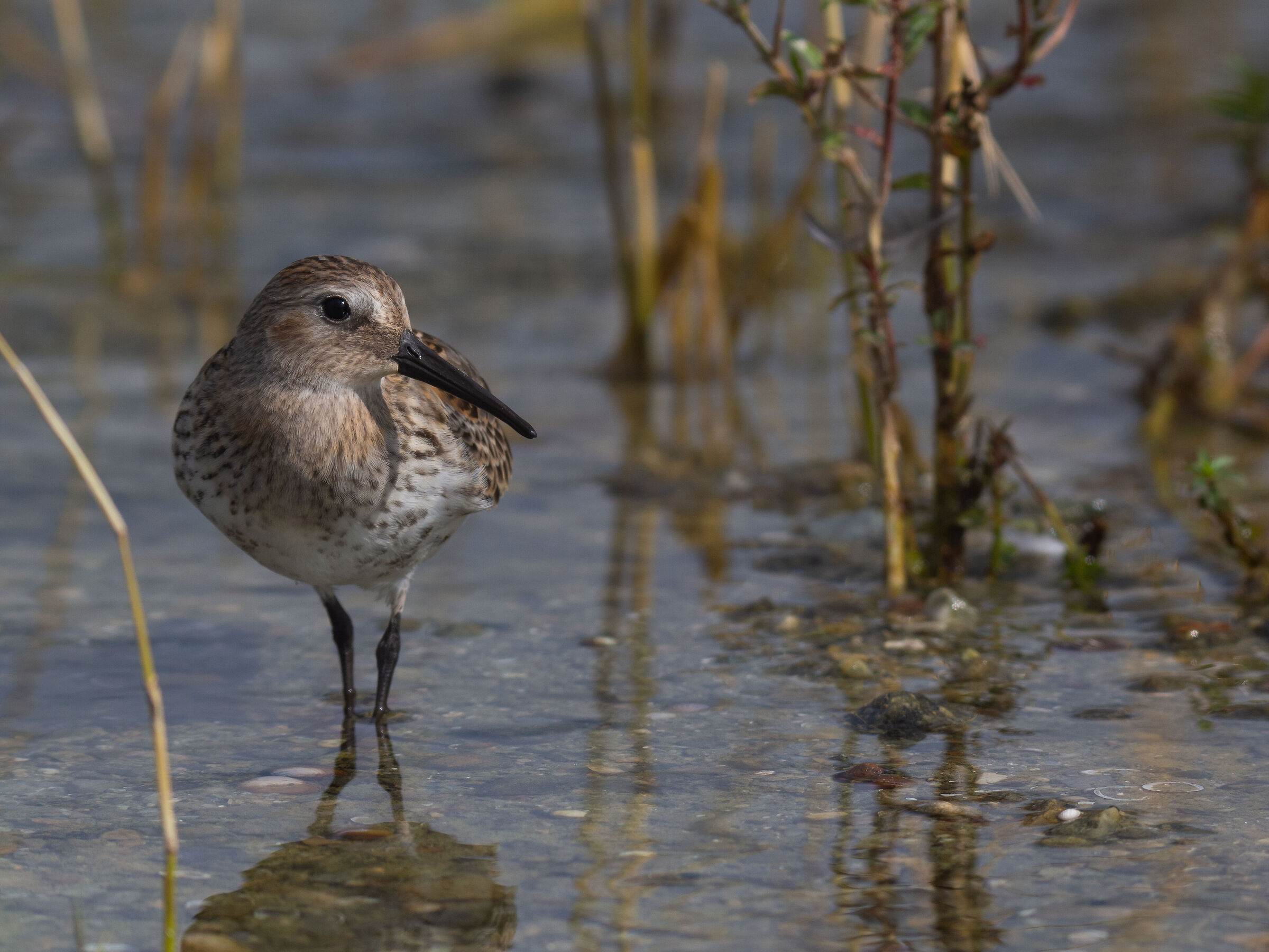 Calidris alpina