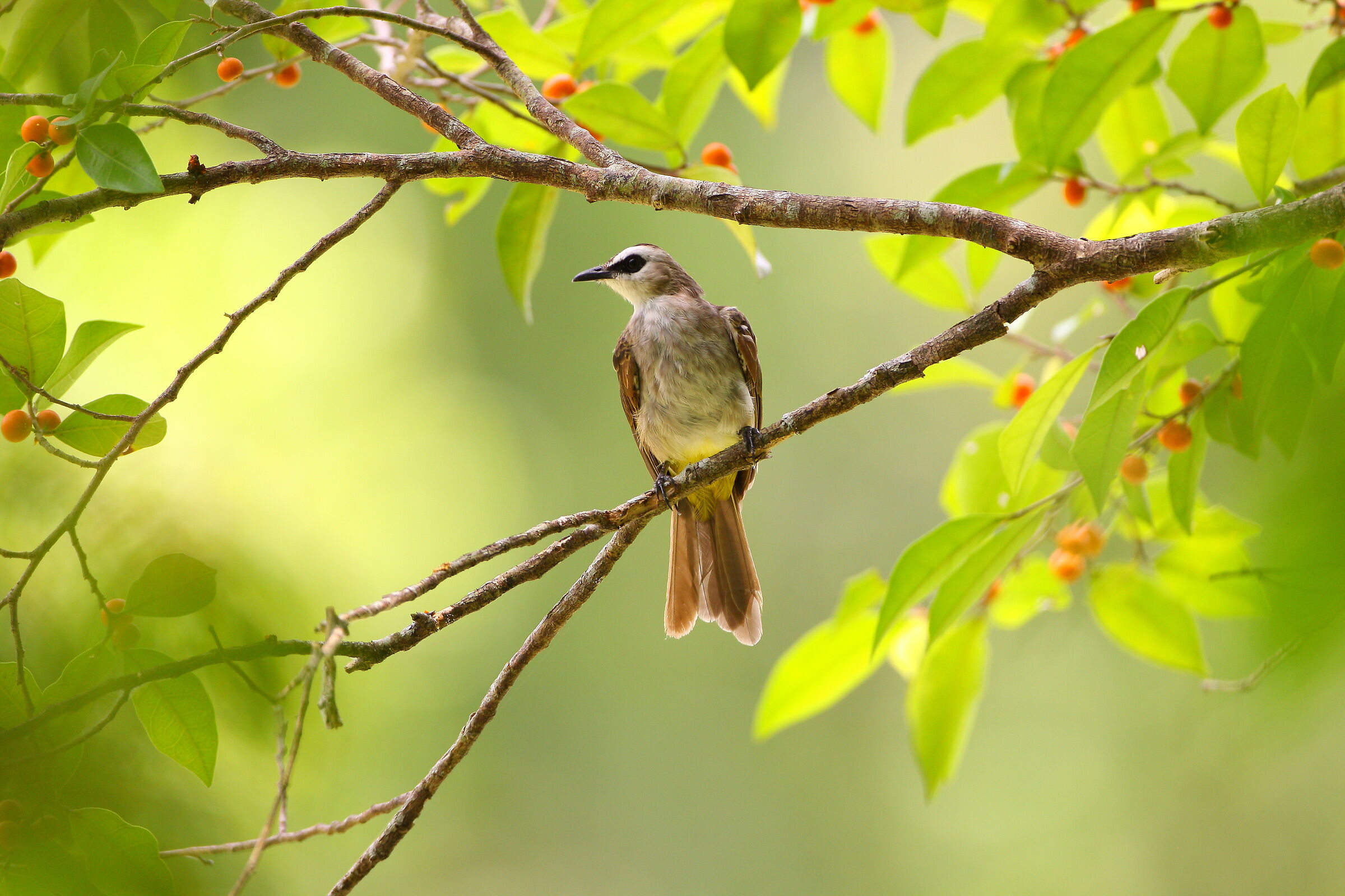 Bulbul appollaiato in un albero di ficus