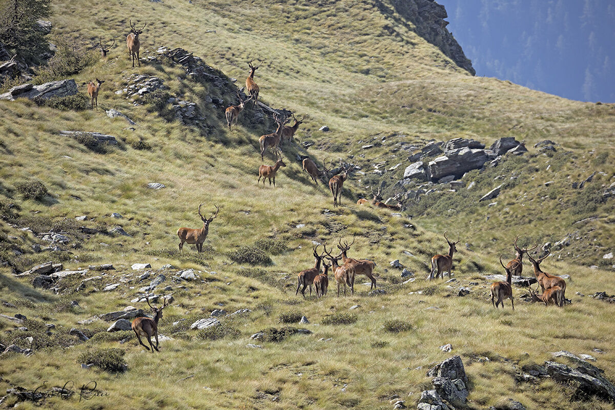 group of deer