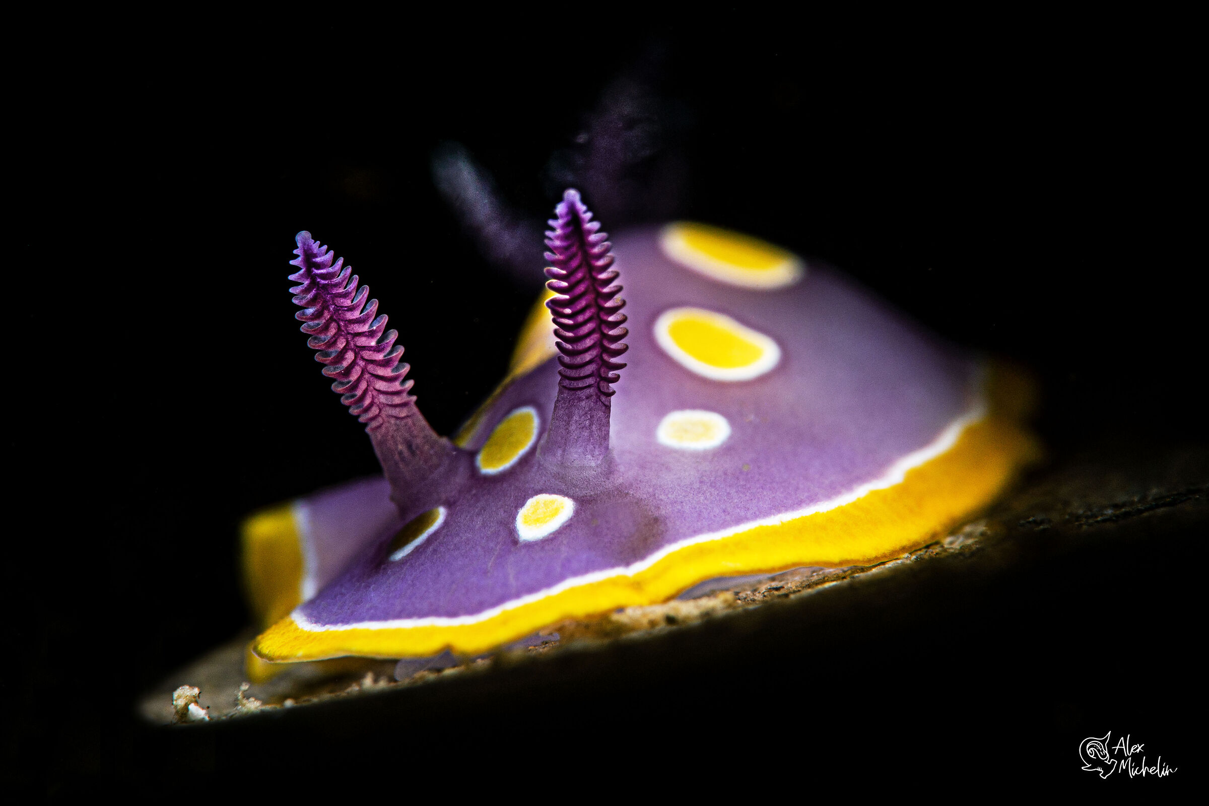 felimida luteorosea II