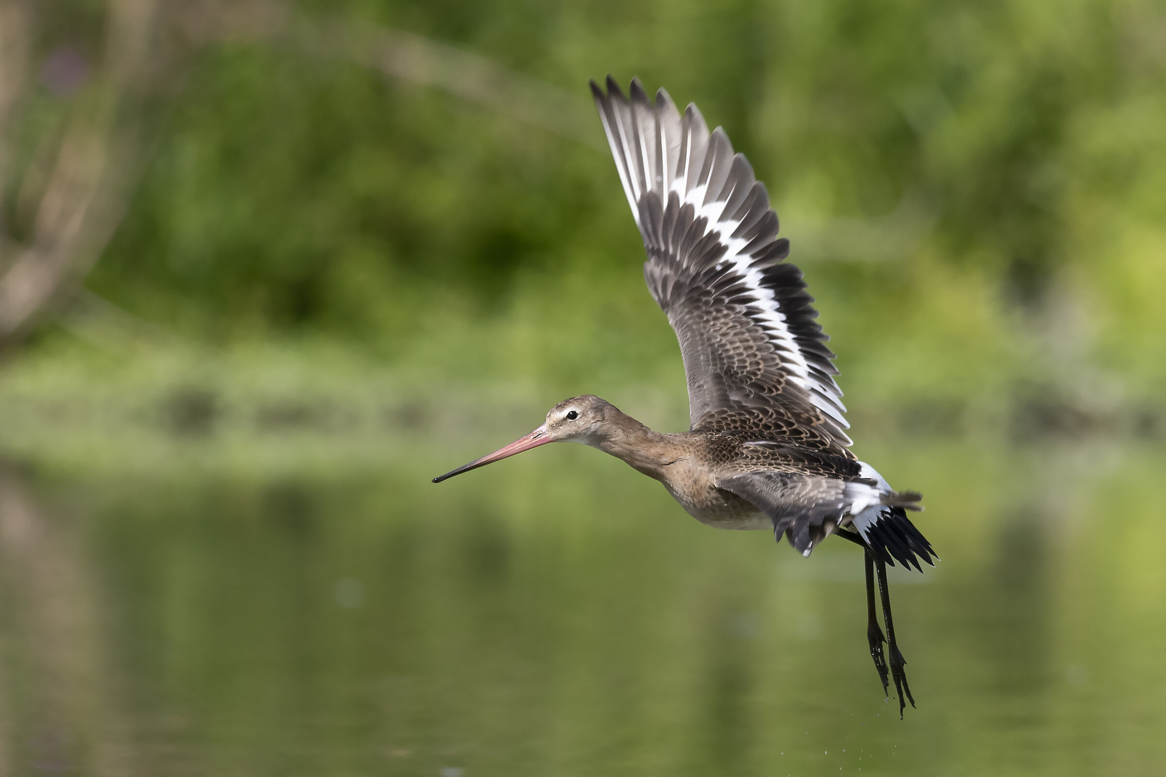 Black-tailed godwit