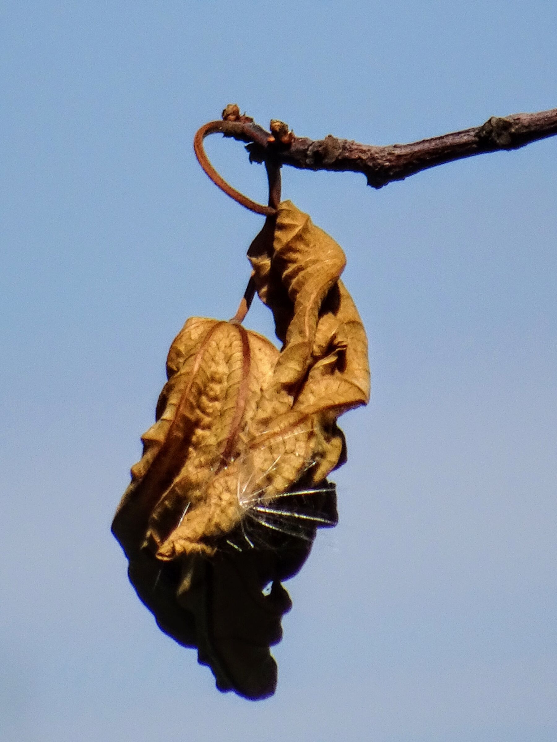 La liberta della foglia