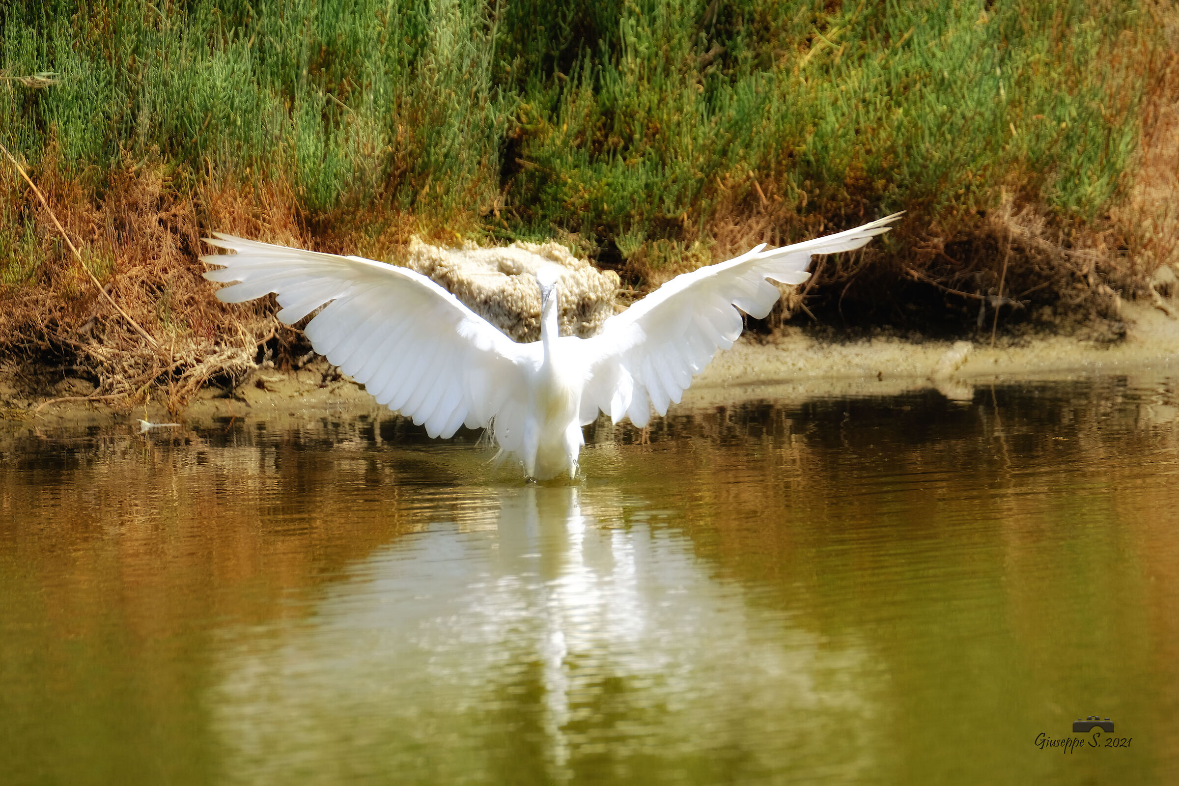L'eleganza della Garzetta