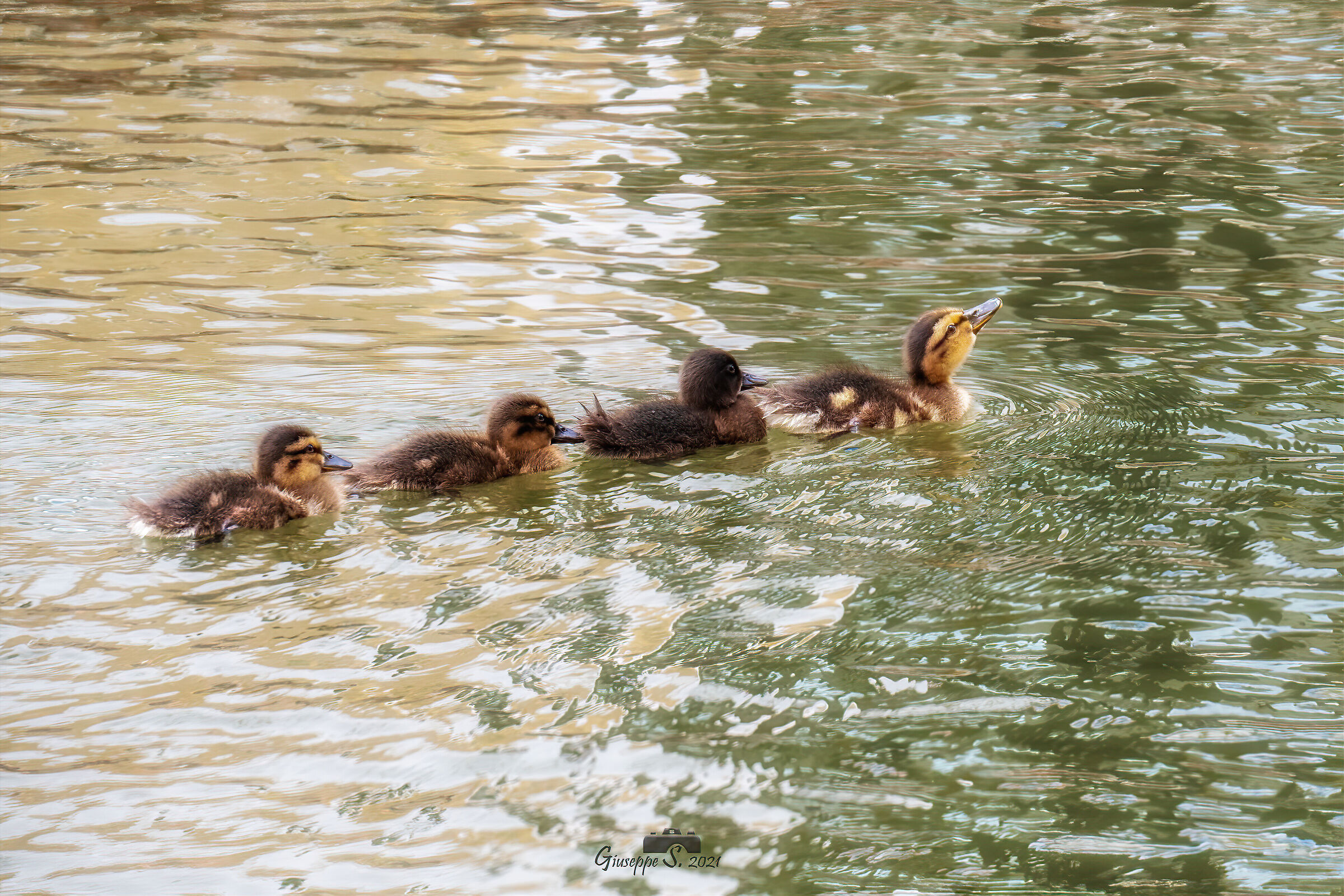 A spasso per il canale