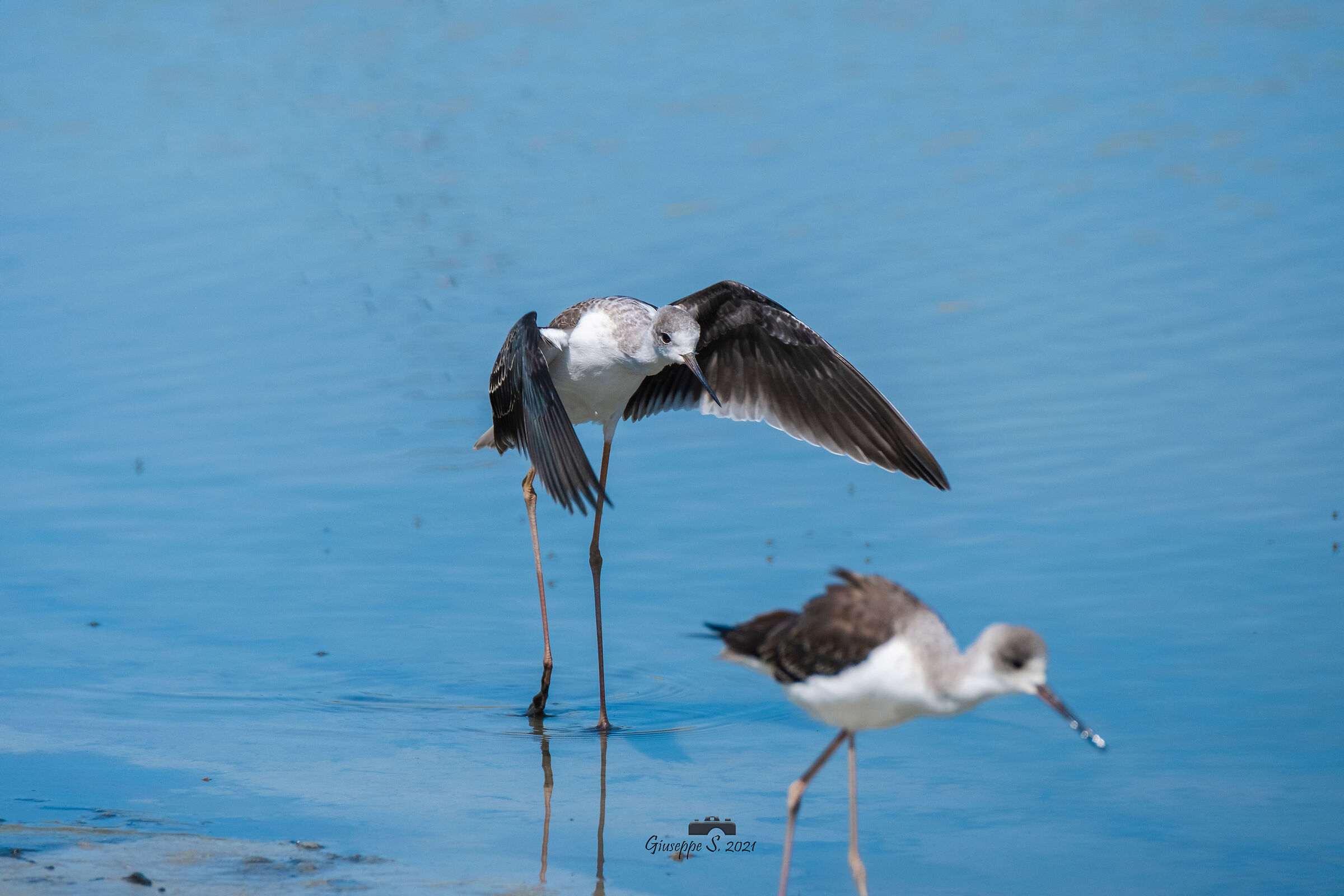 Qui sono io il padrone