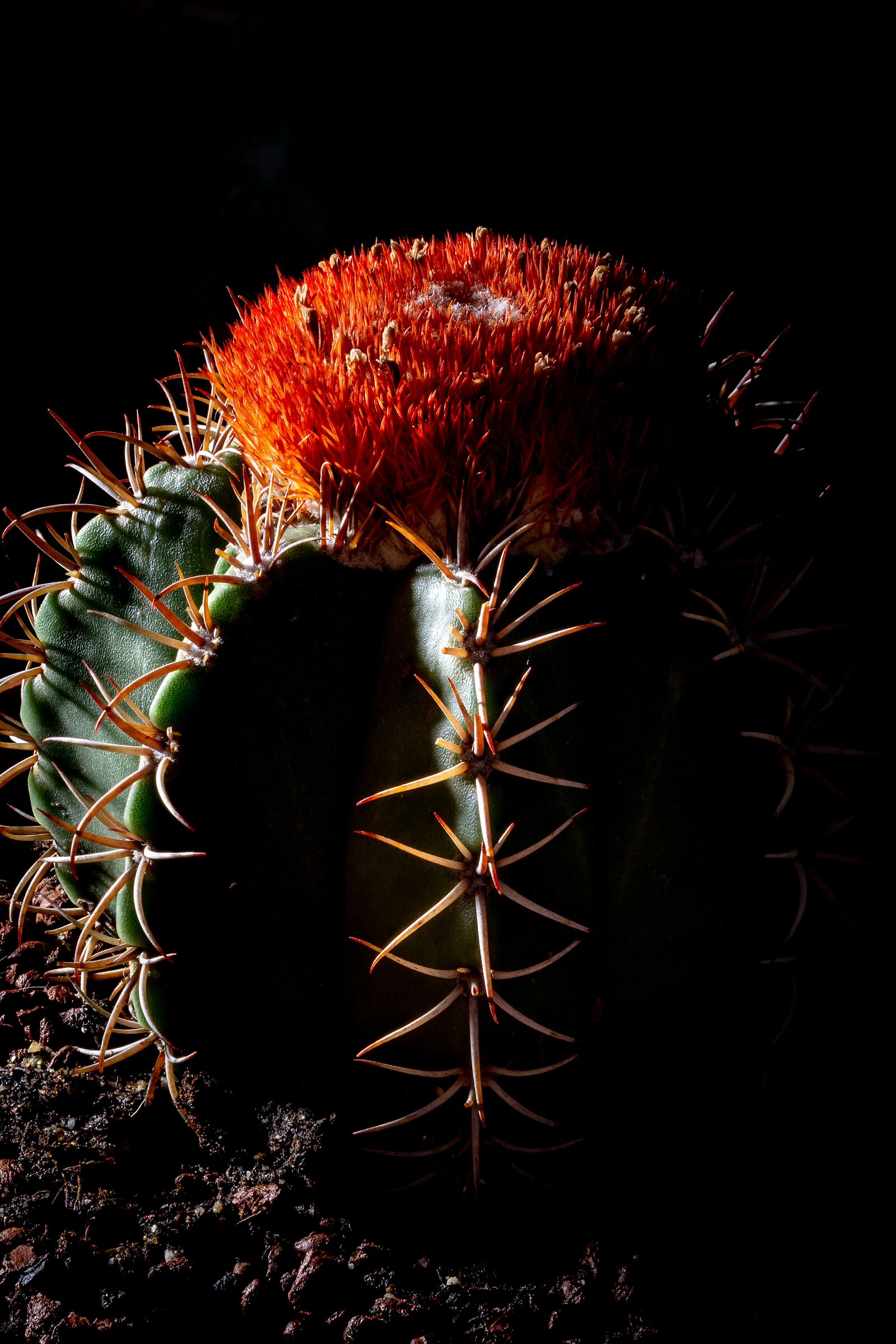 Melocactus matanzanus