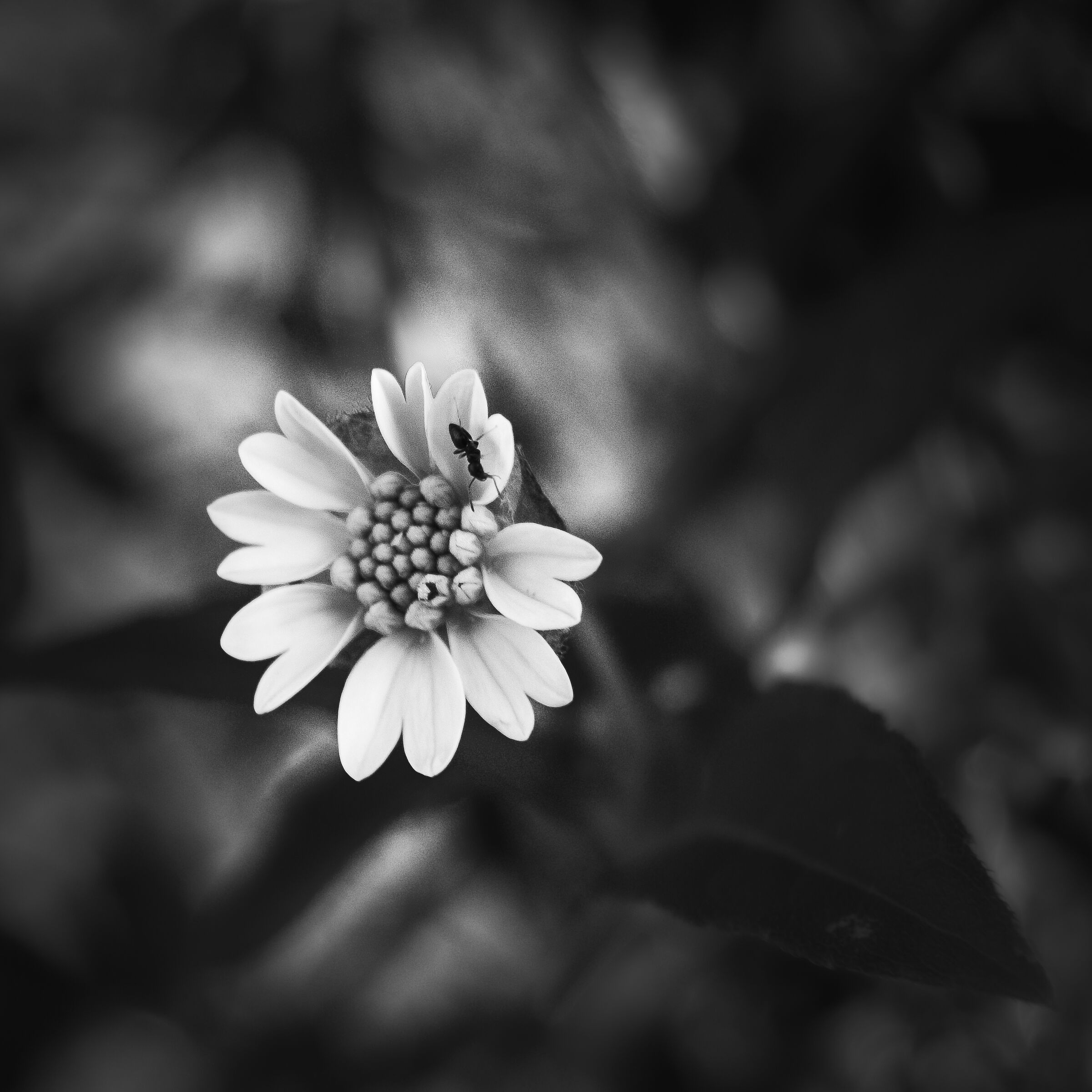 Petite fleur