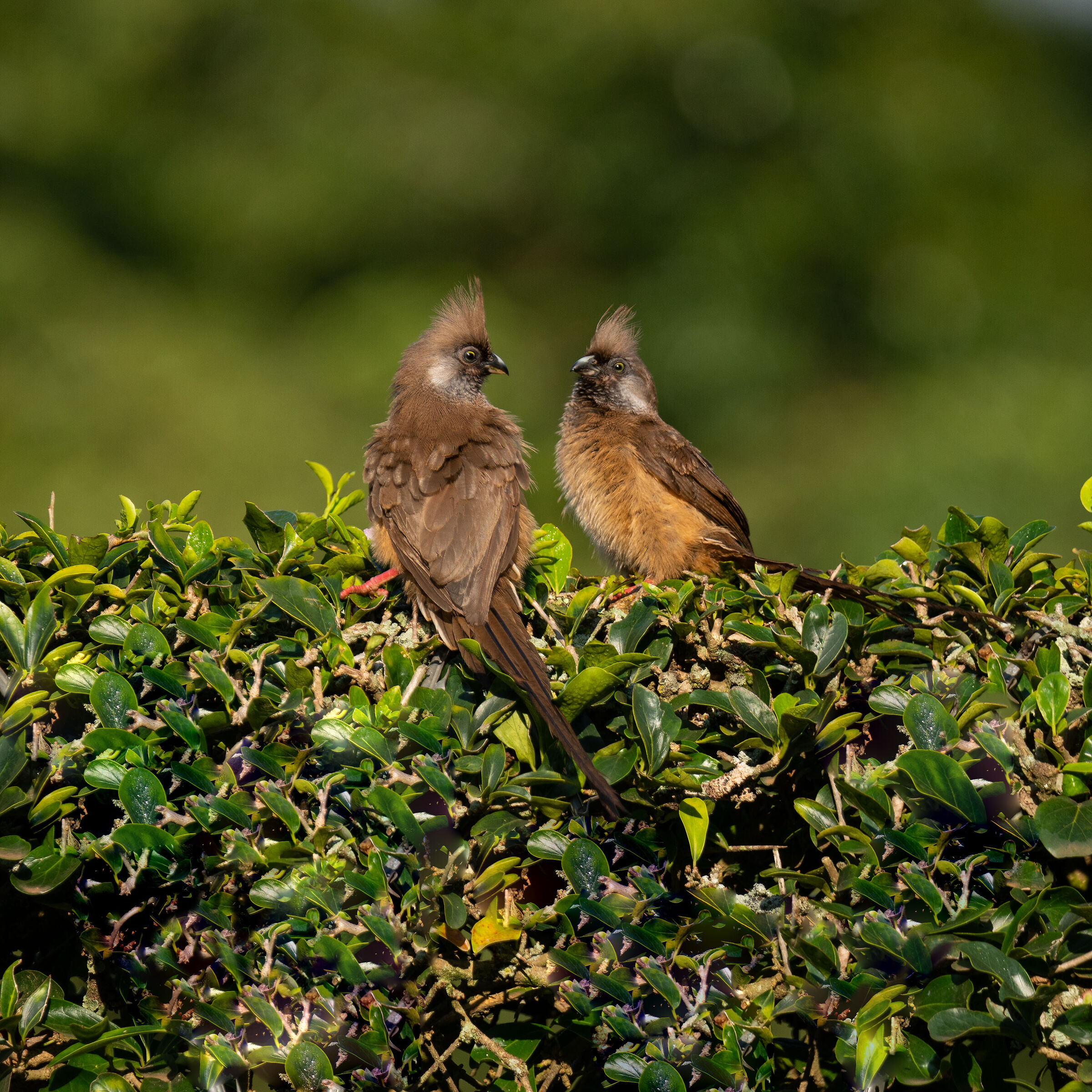 Fauna Uganda