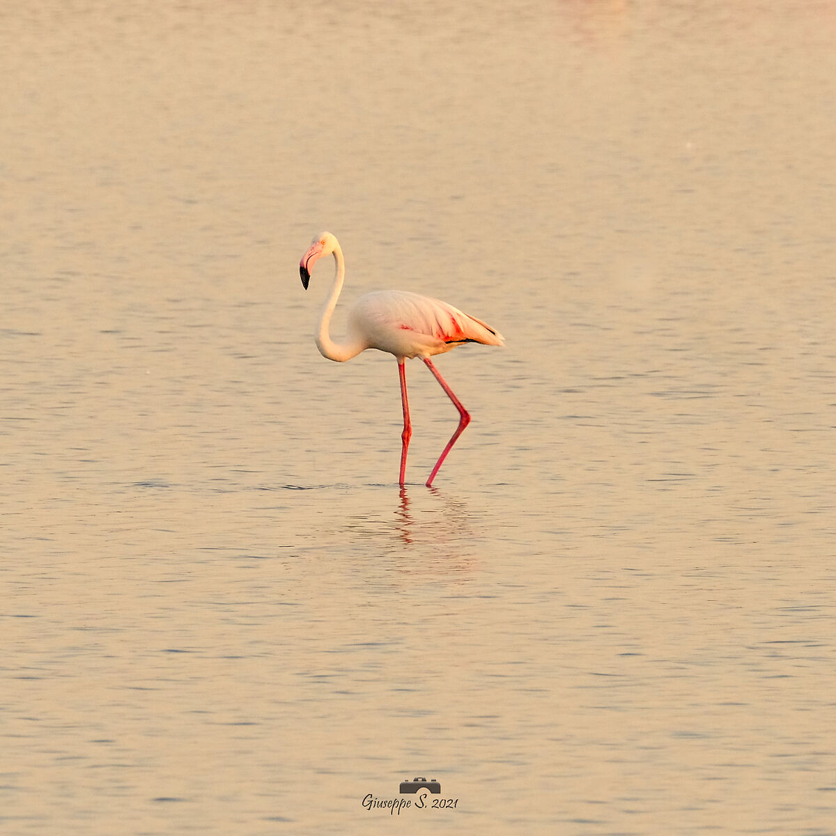Fenicottero Rosa