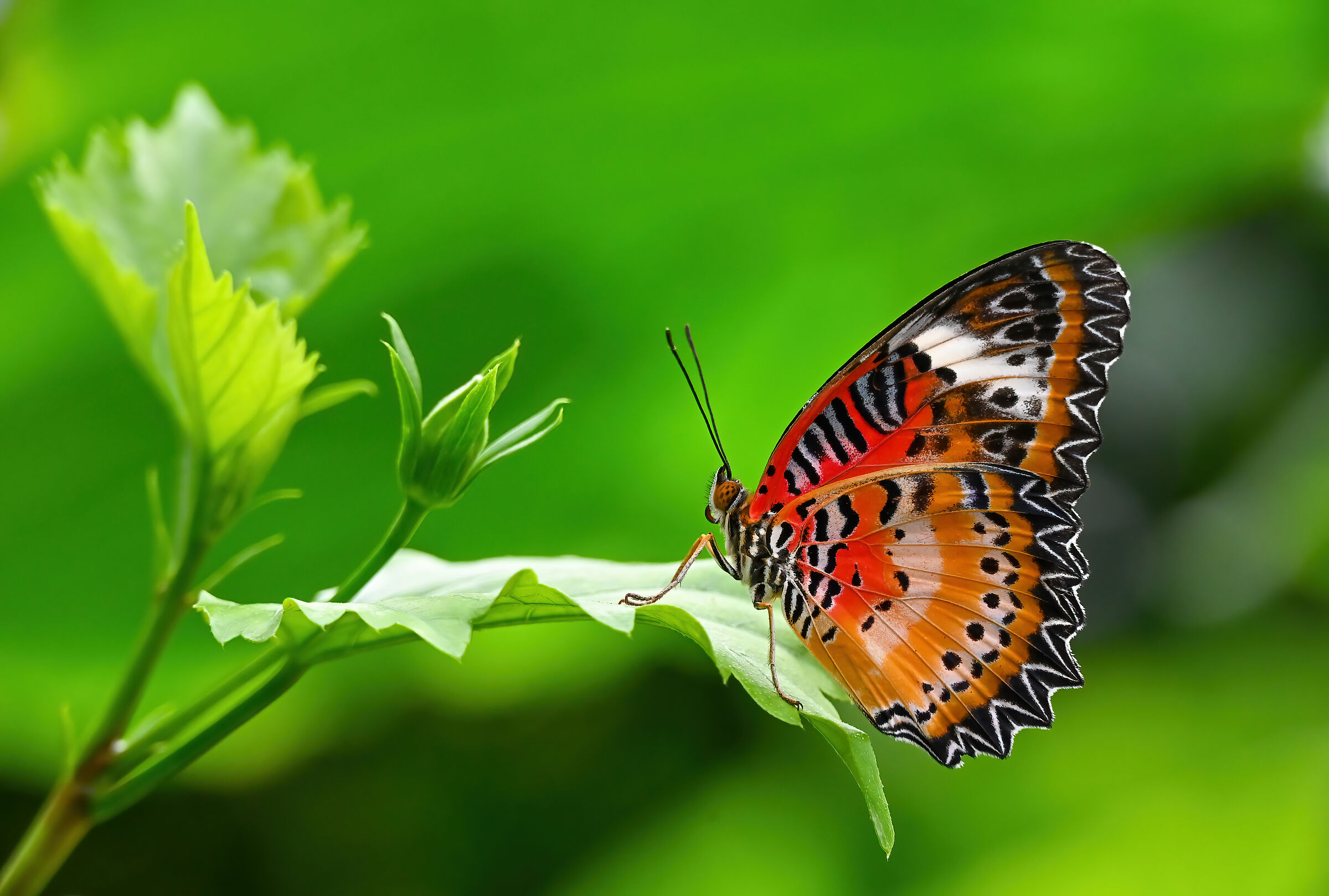 Cethosia hypsea hypsina