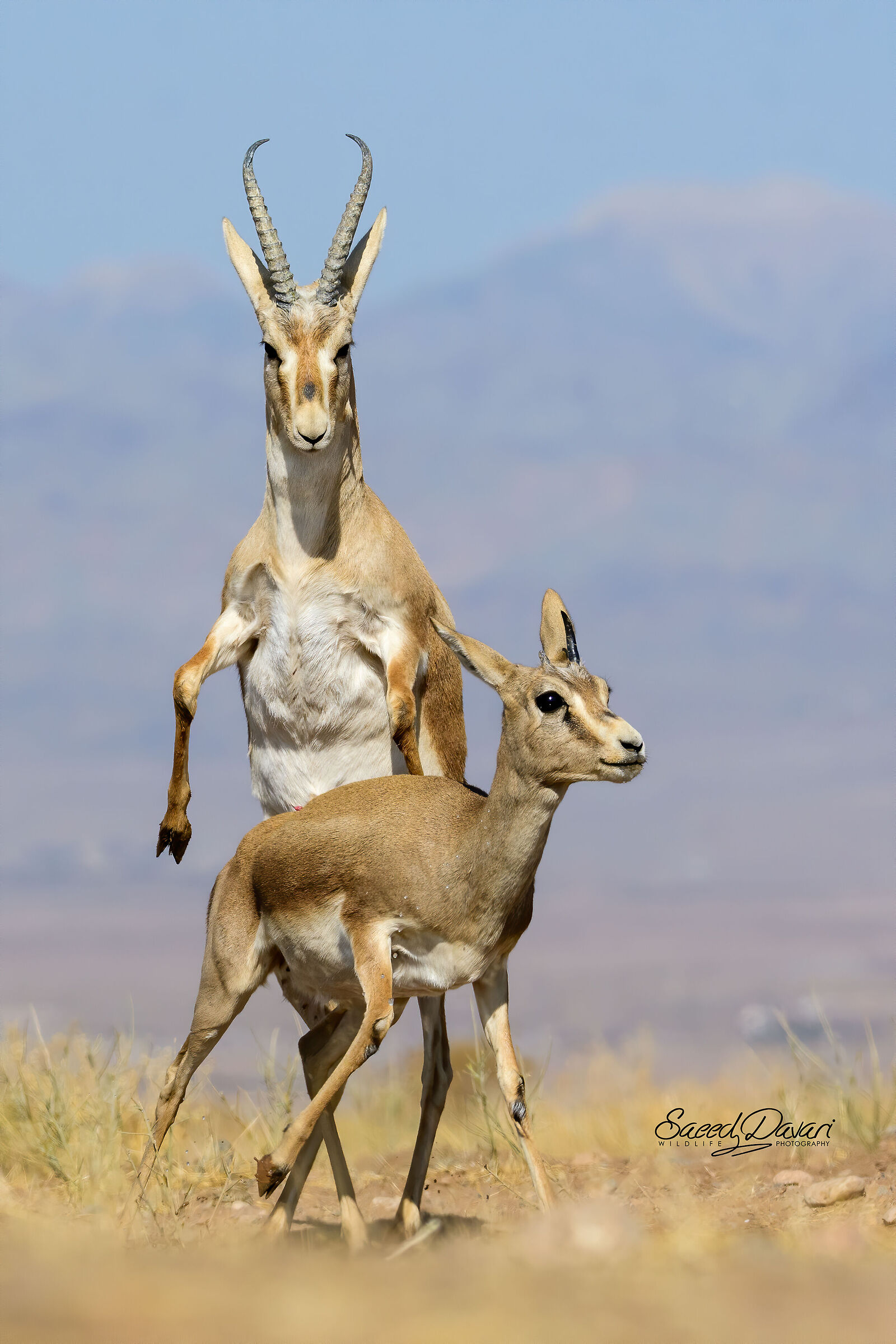 Nikon d500, sigma 150_600s,1/3200,iso:500,f:8