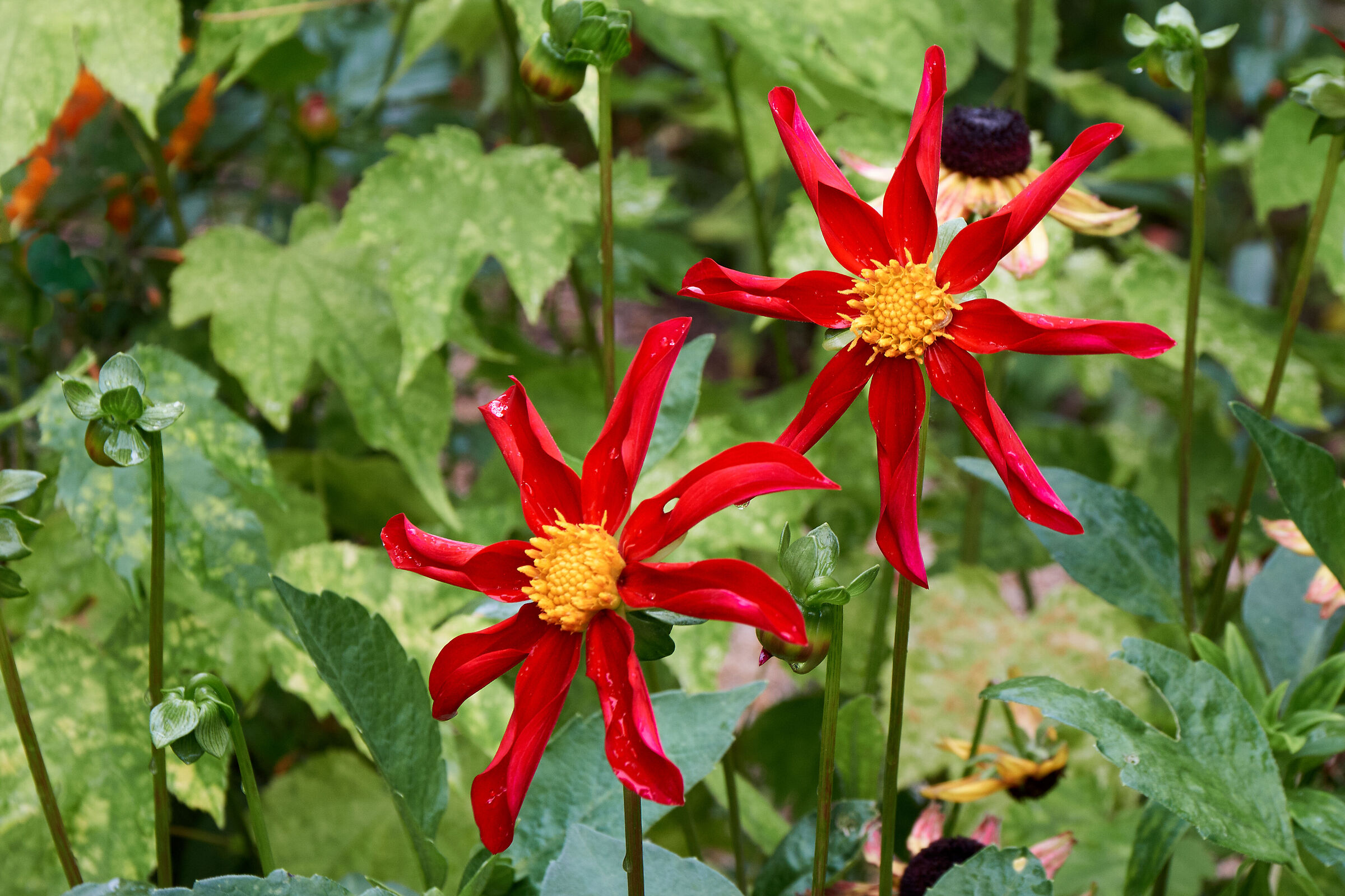 Dalia honka surprise