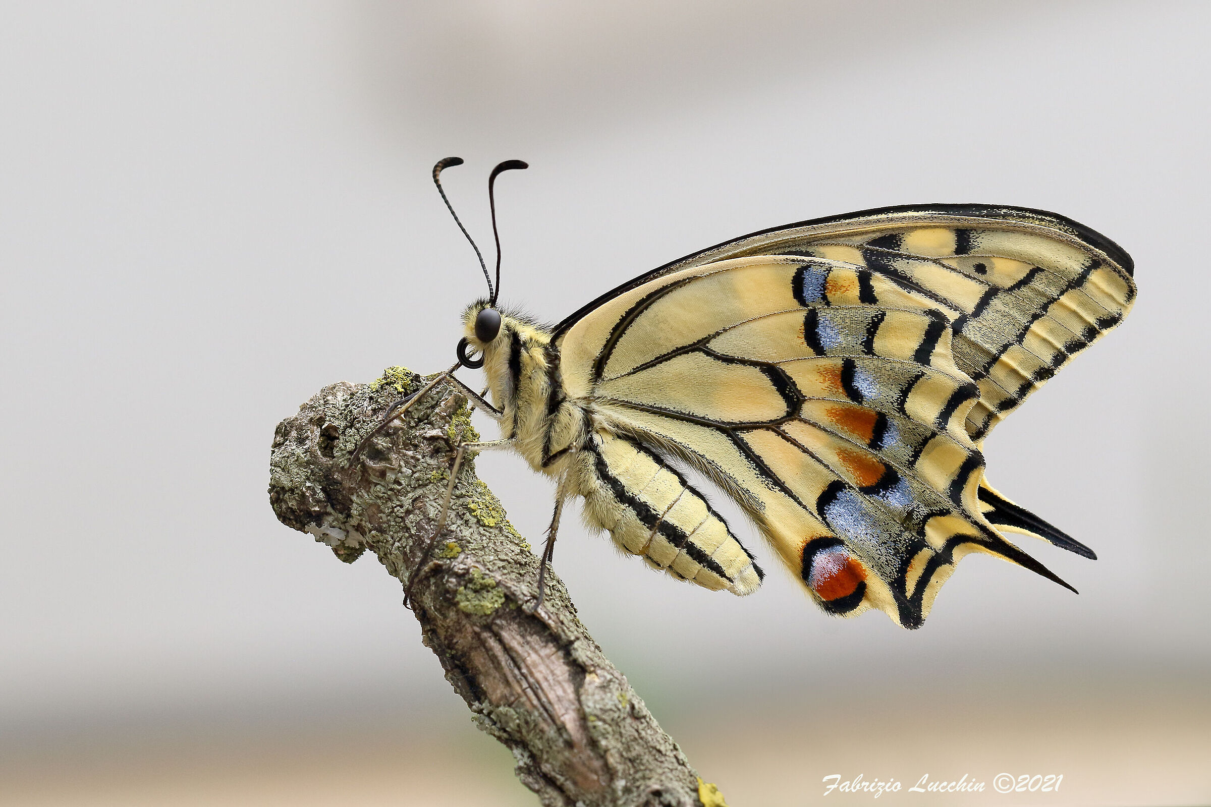 Papilio machaon