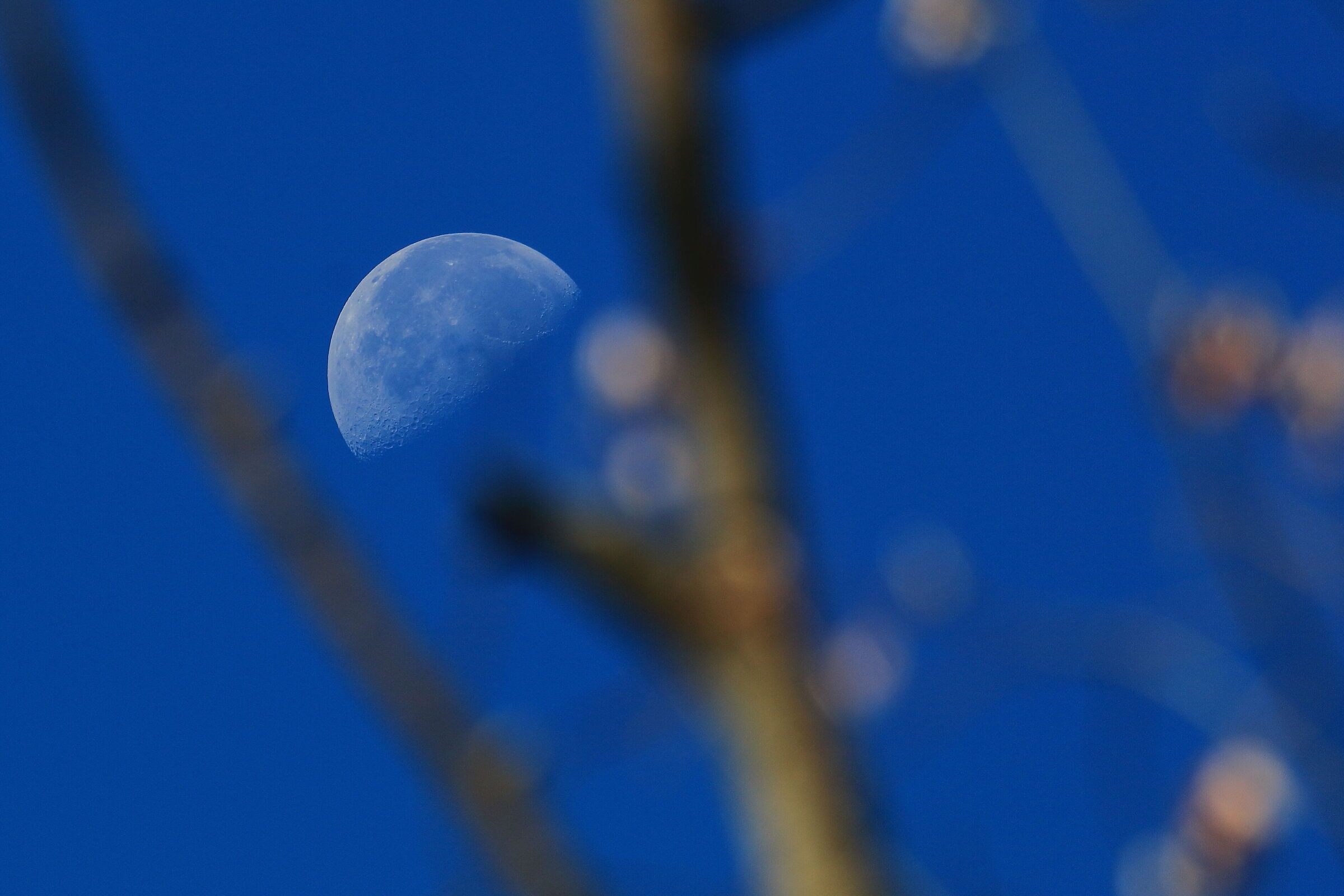 Gobba a levante, Luna calante