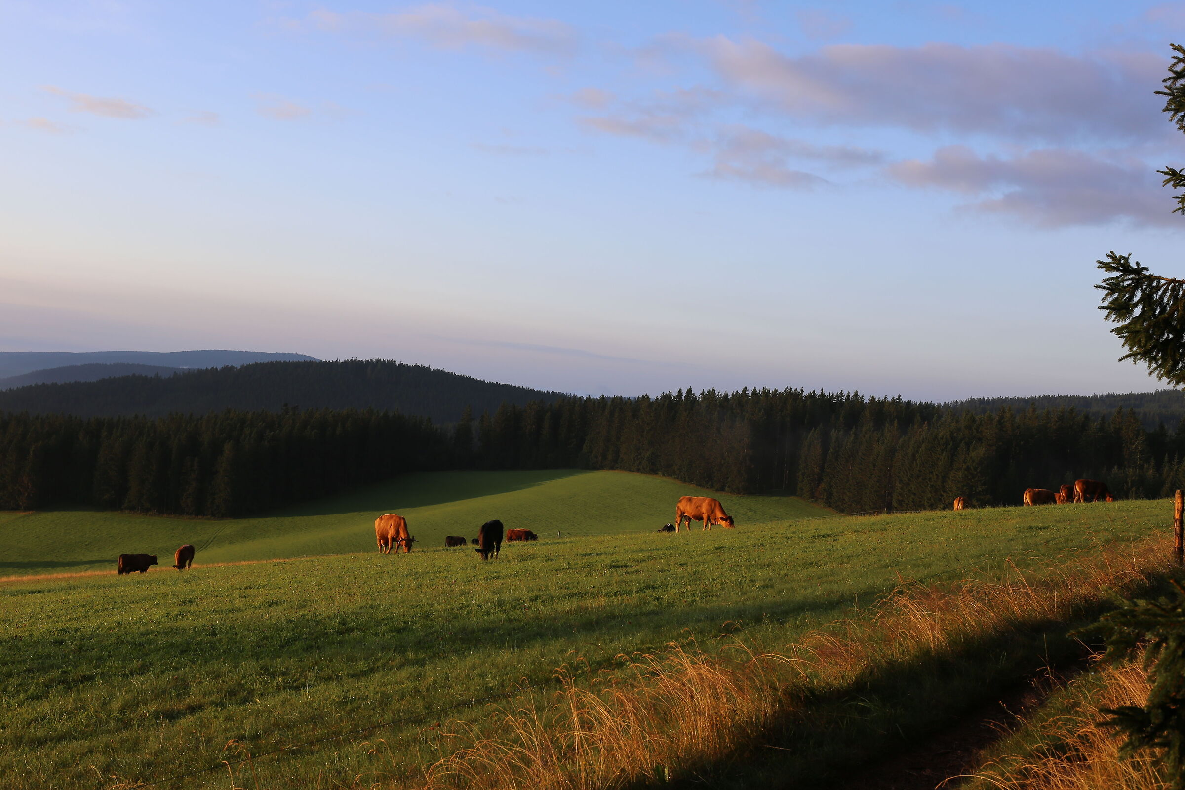 sunrise with Pasture