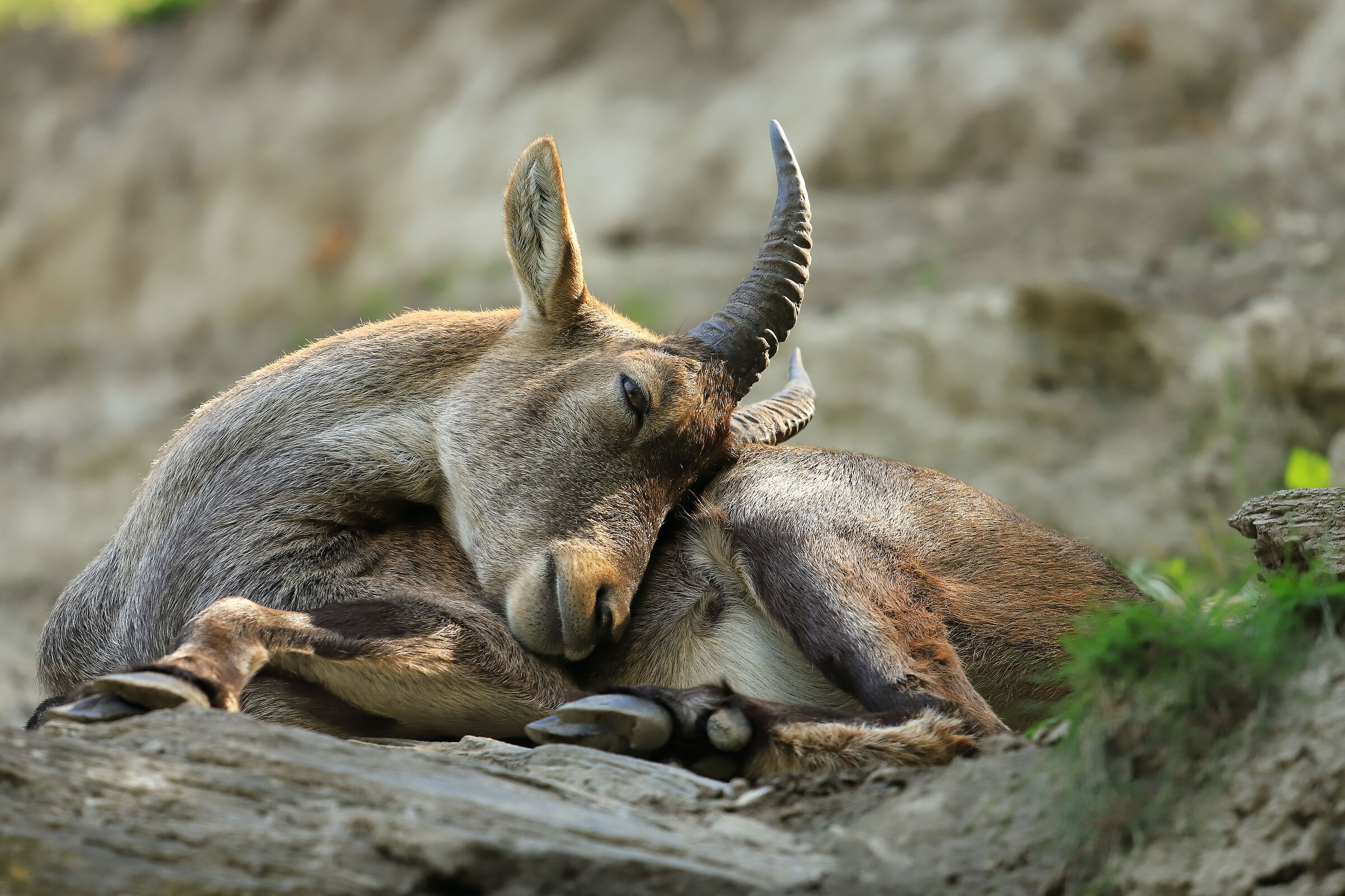 Alpine drowsiness